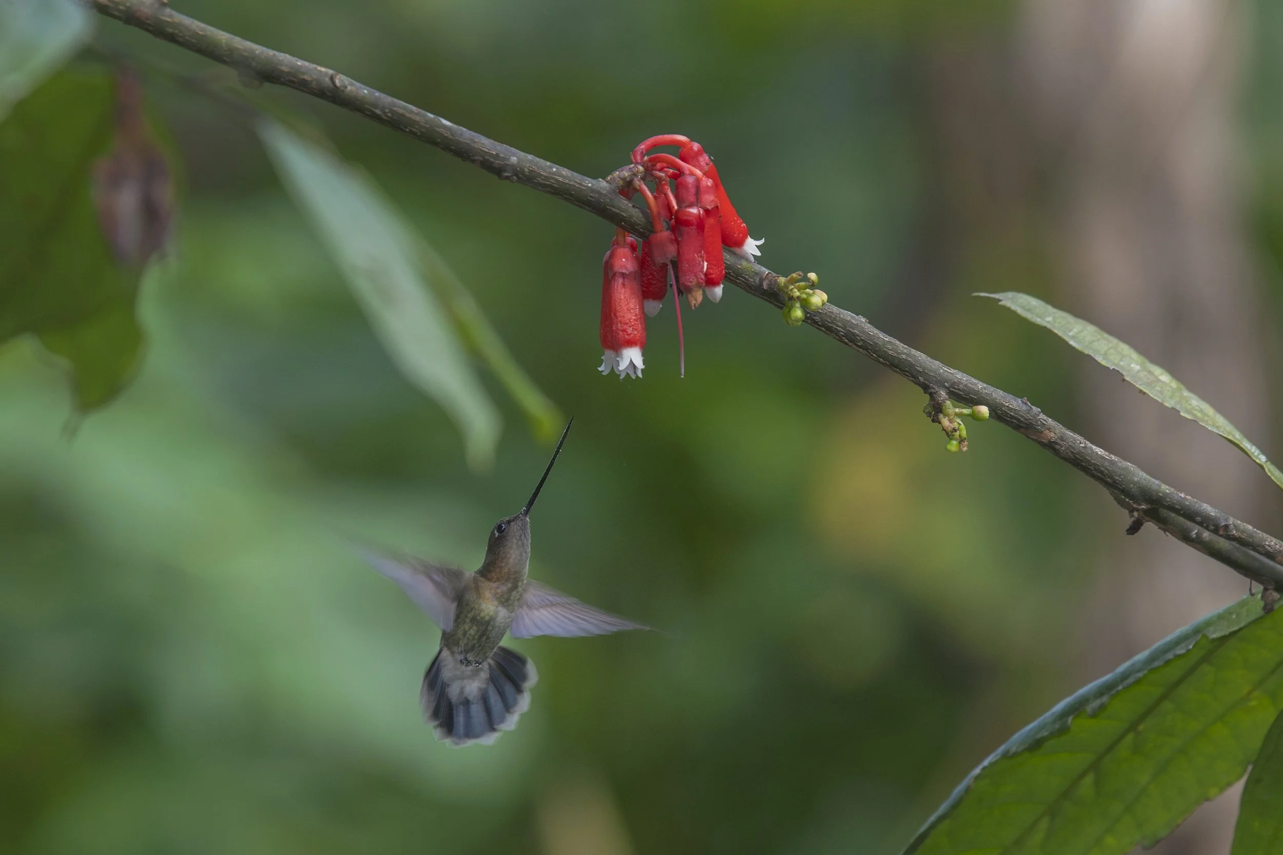 Green Fronted Lancebill 