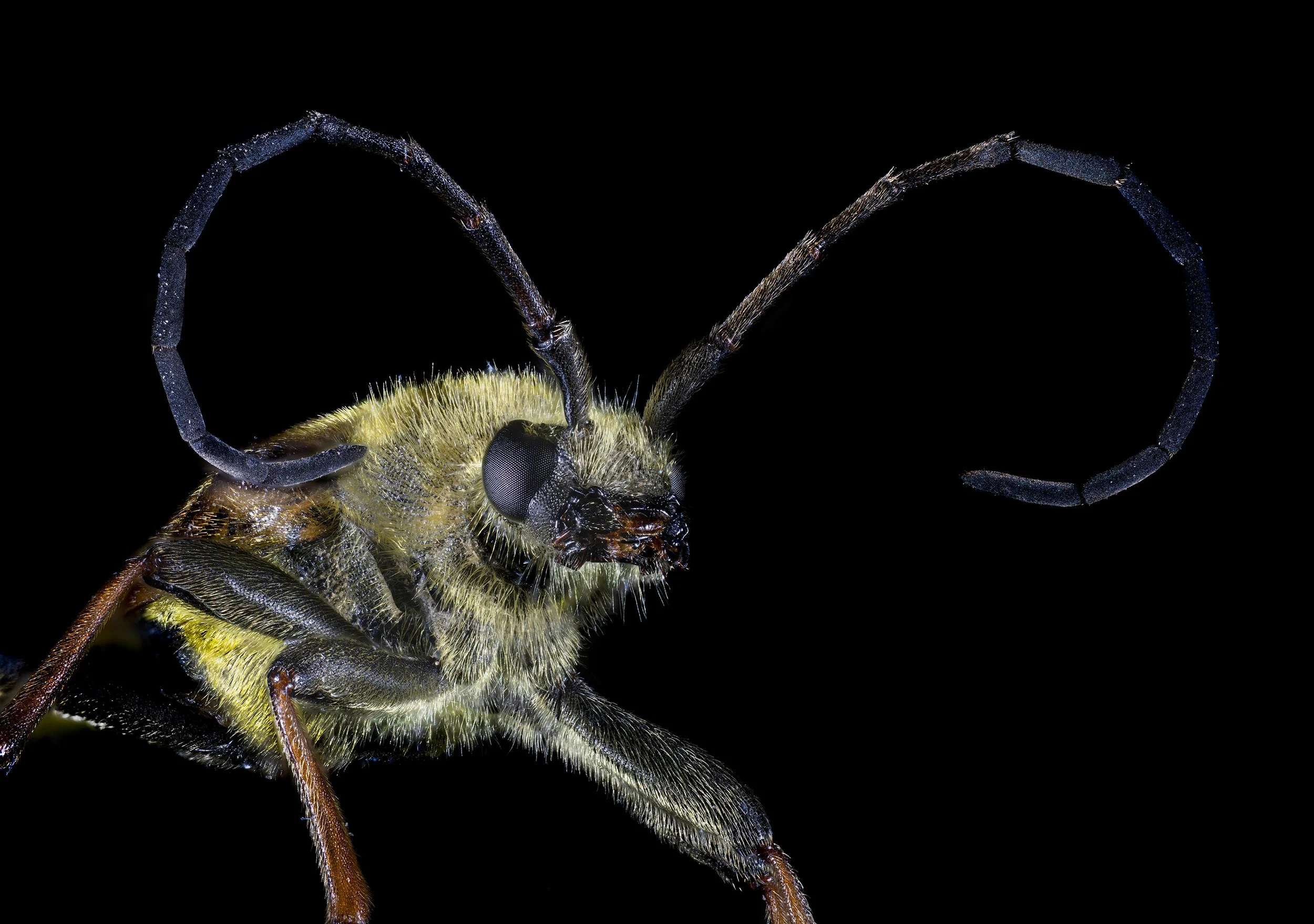 Longhorn_Beetle _Crossidius_sp.?.jpg