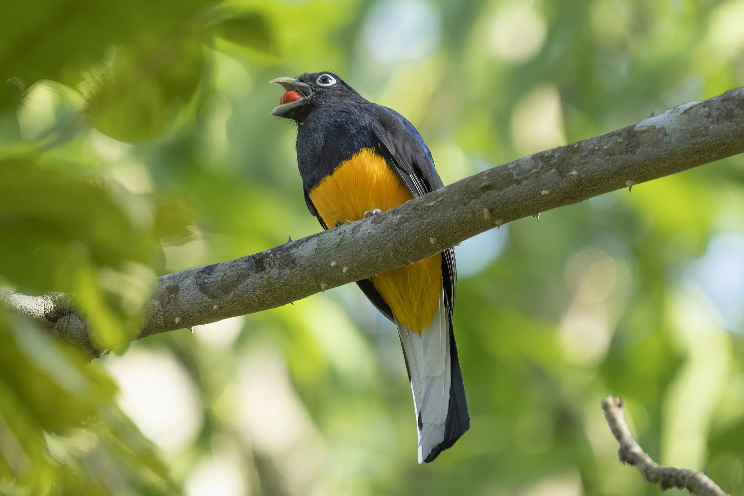 White Tailed Trogon