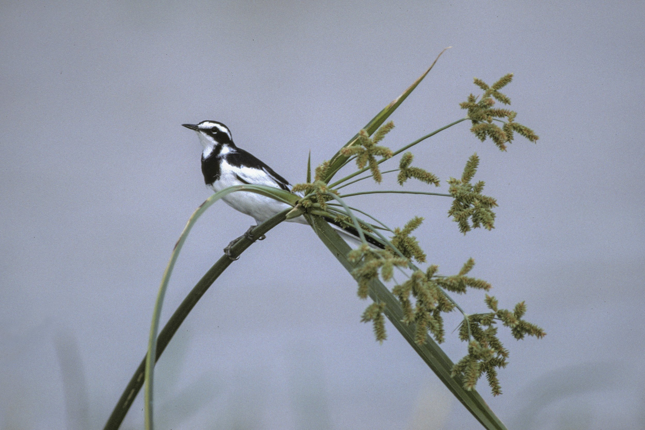African Pied Wagtail