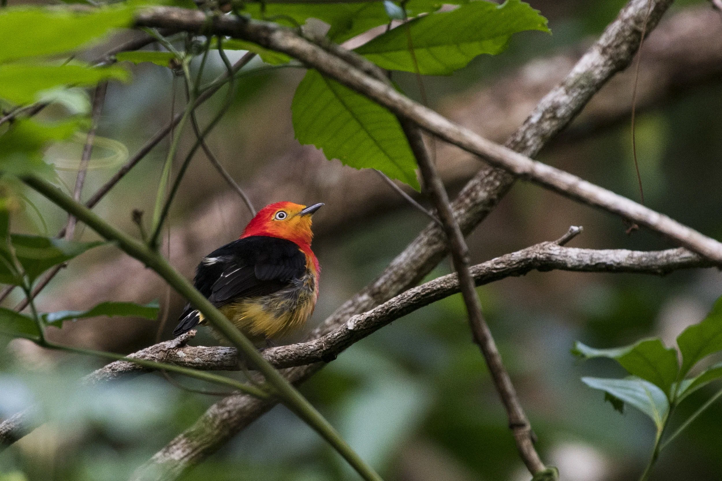 Band Tailed Manakin