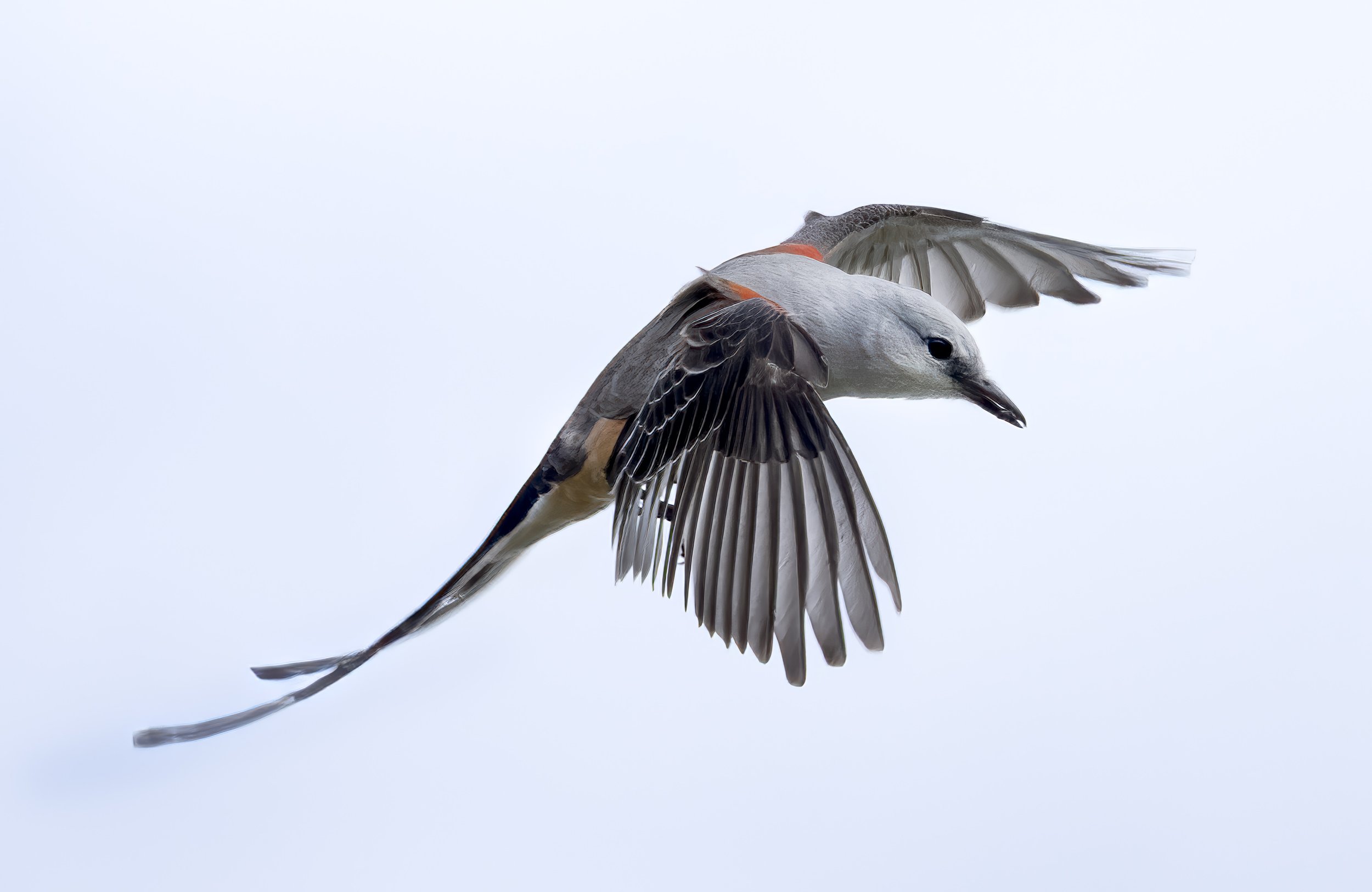 Scissor Tailed Flycatcher