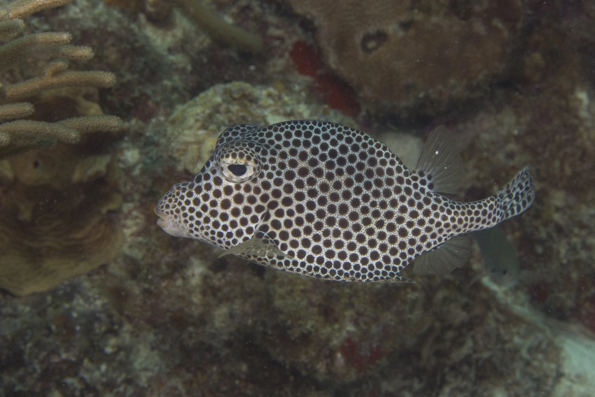 Bonaire_IMG_5674.jpg