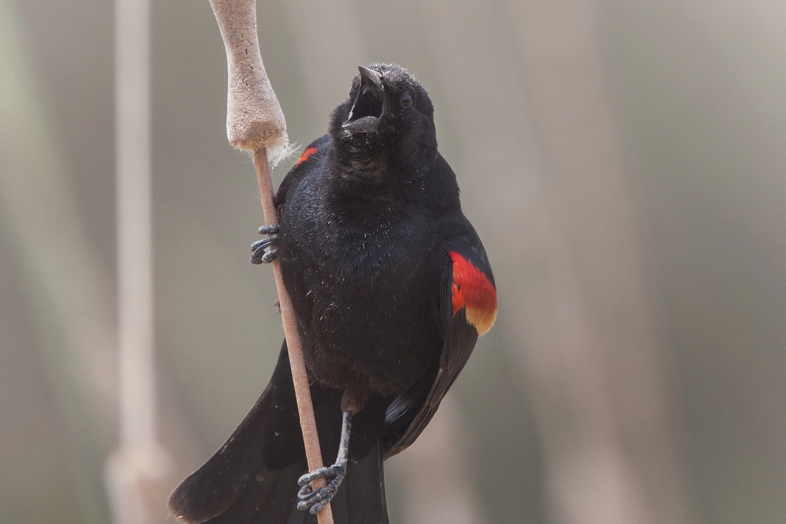 Red-winged Blackbird