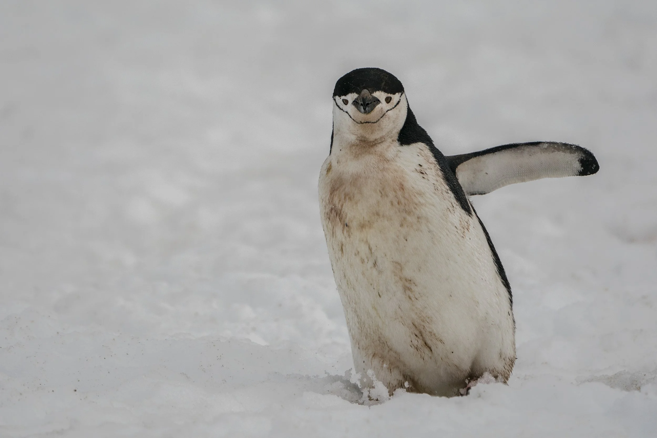 Chinstrap Penguin