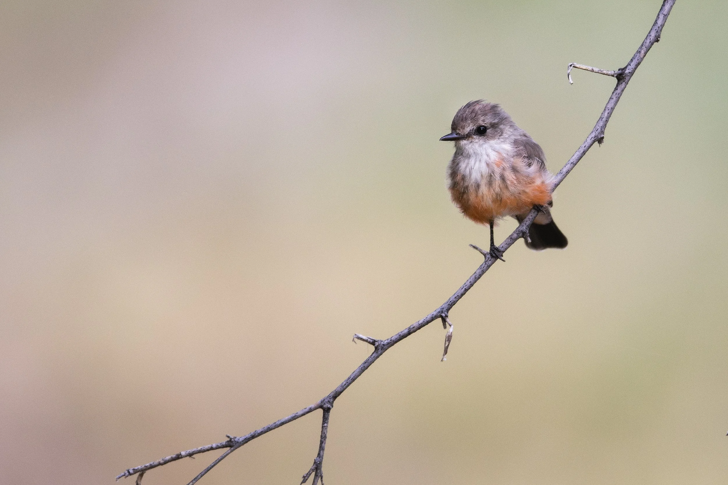 Vermilion Flycatcher