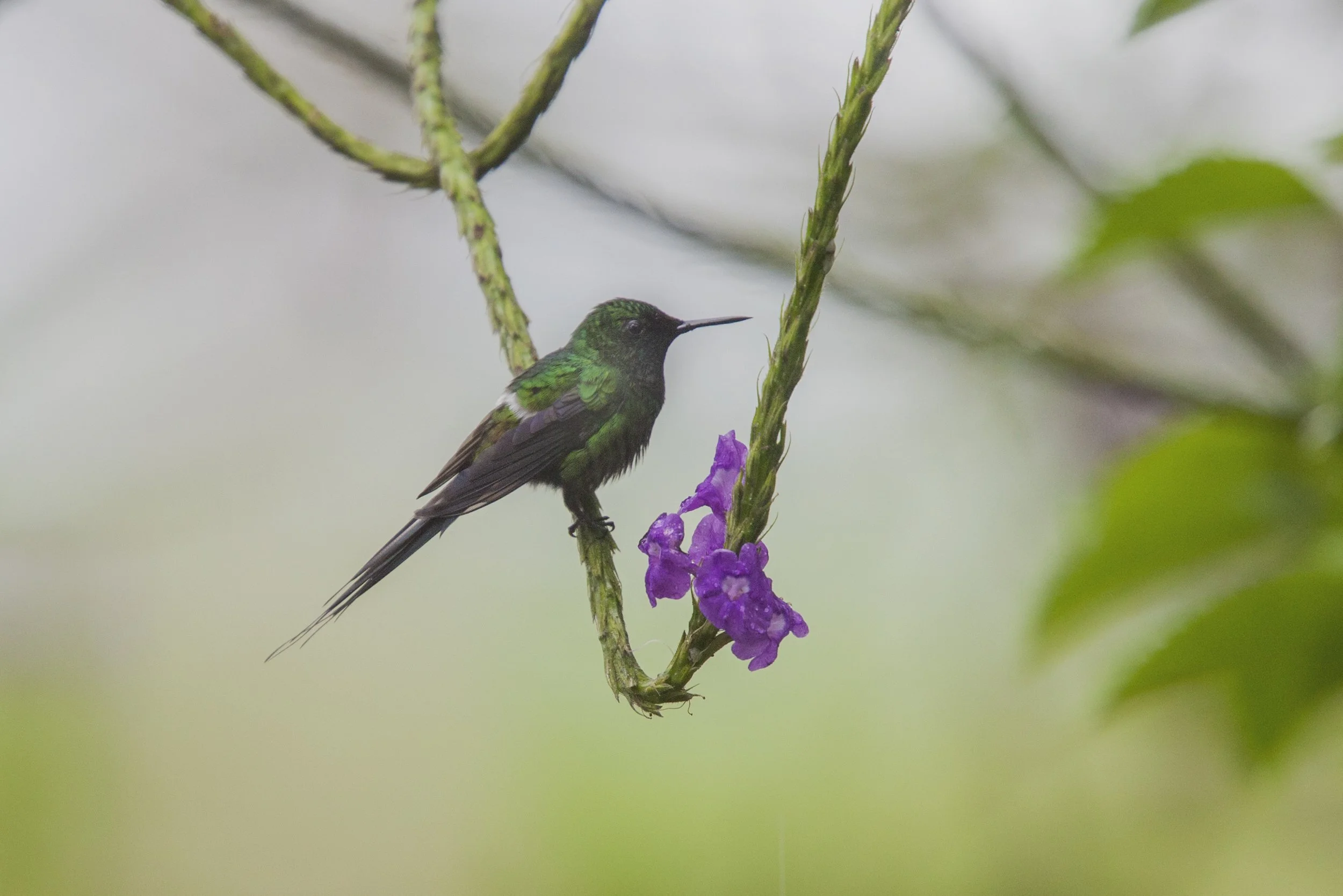 Green Thorntail 