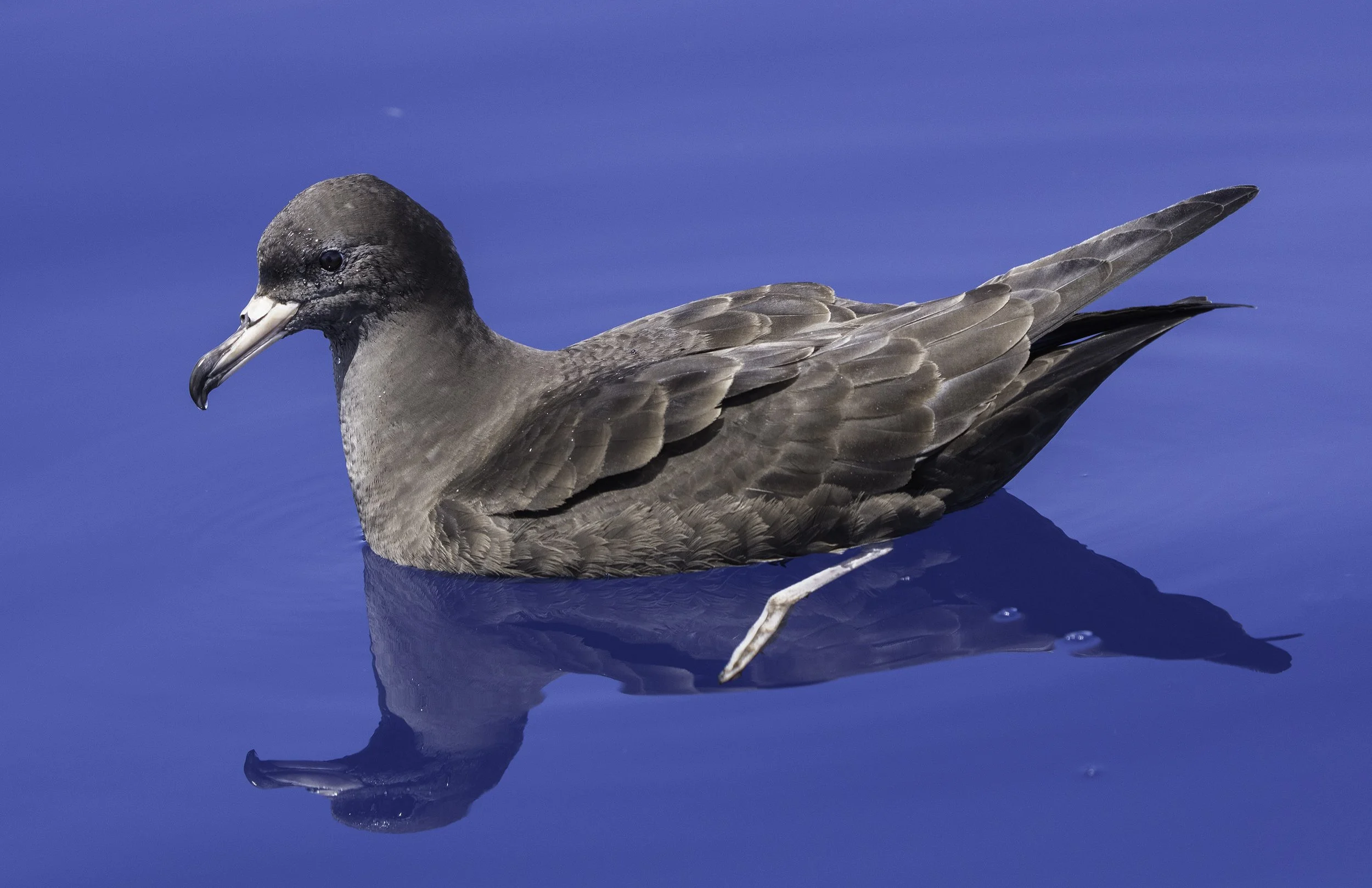 Flesh Footed Shearwater