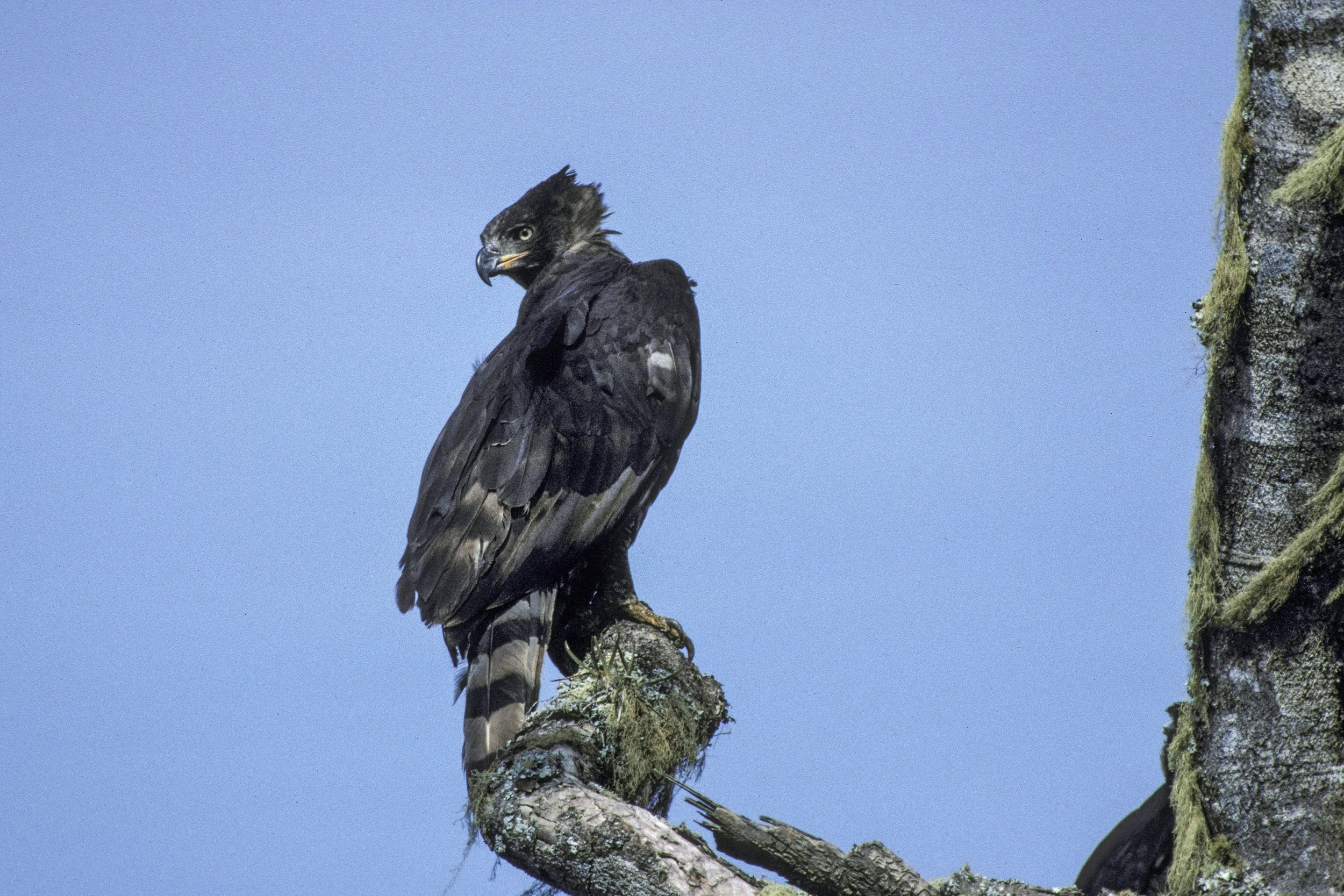 Crowned Eagle
