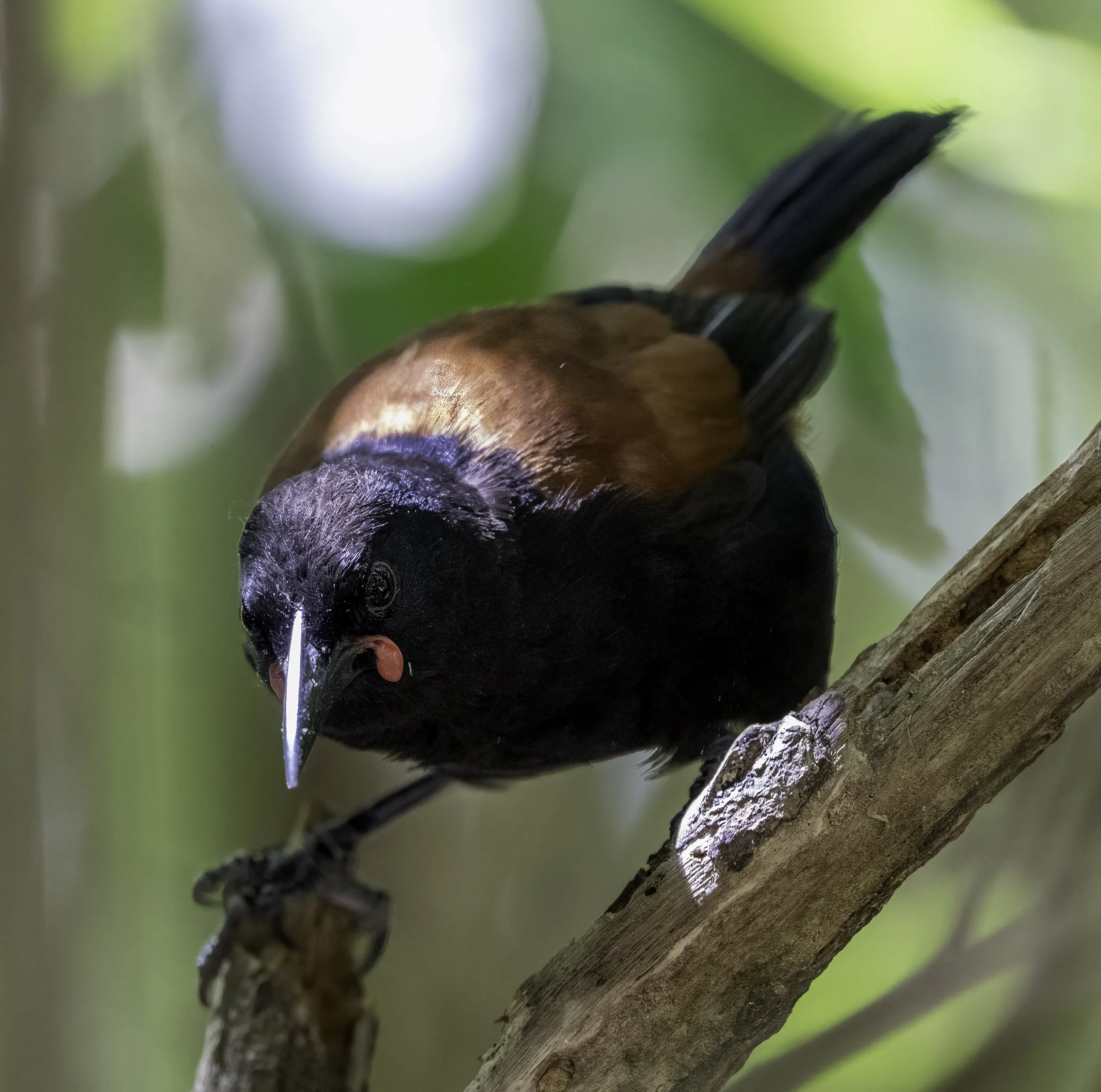 North Island Saddleback