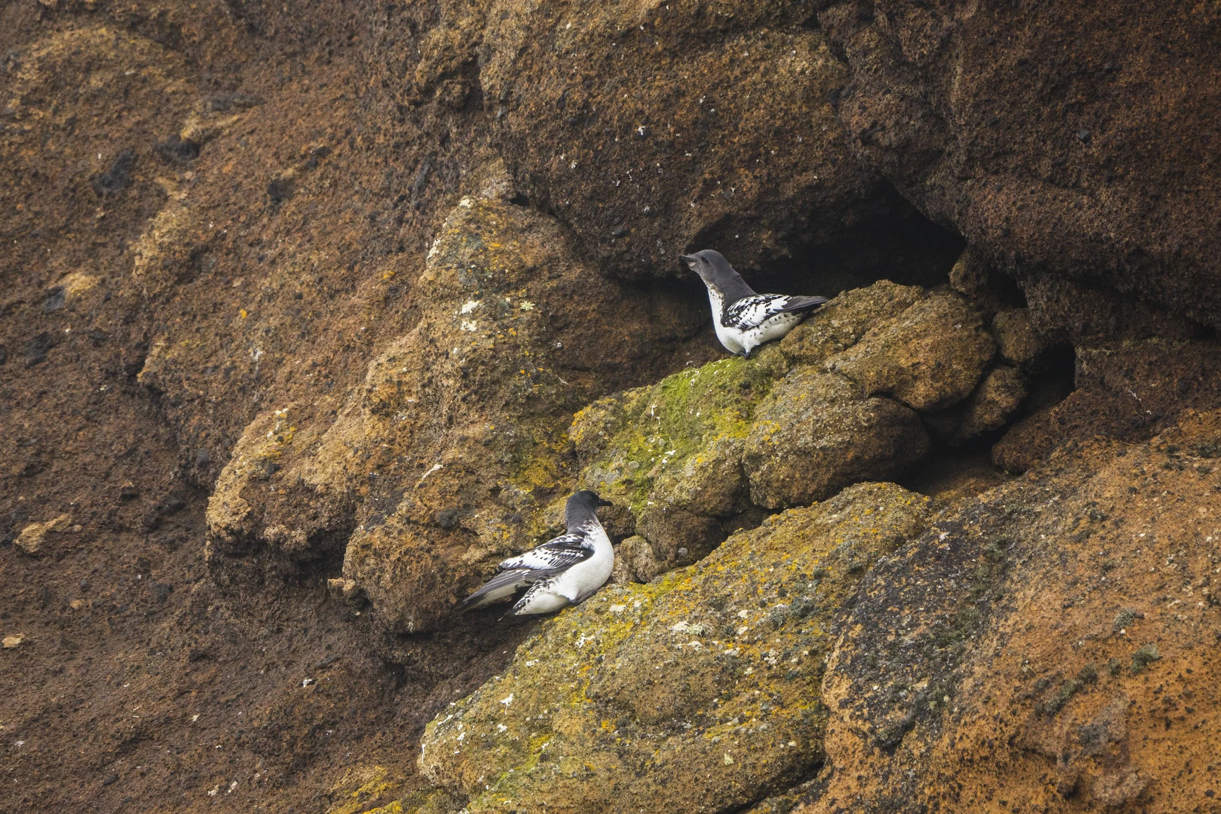 Cape Petrel