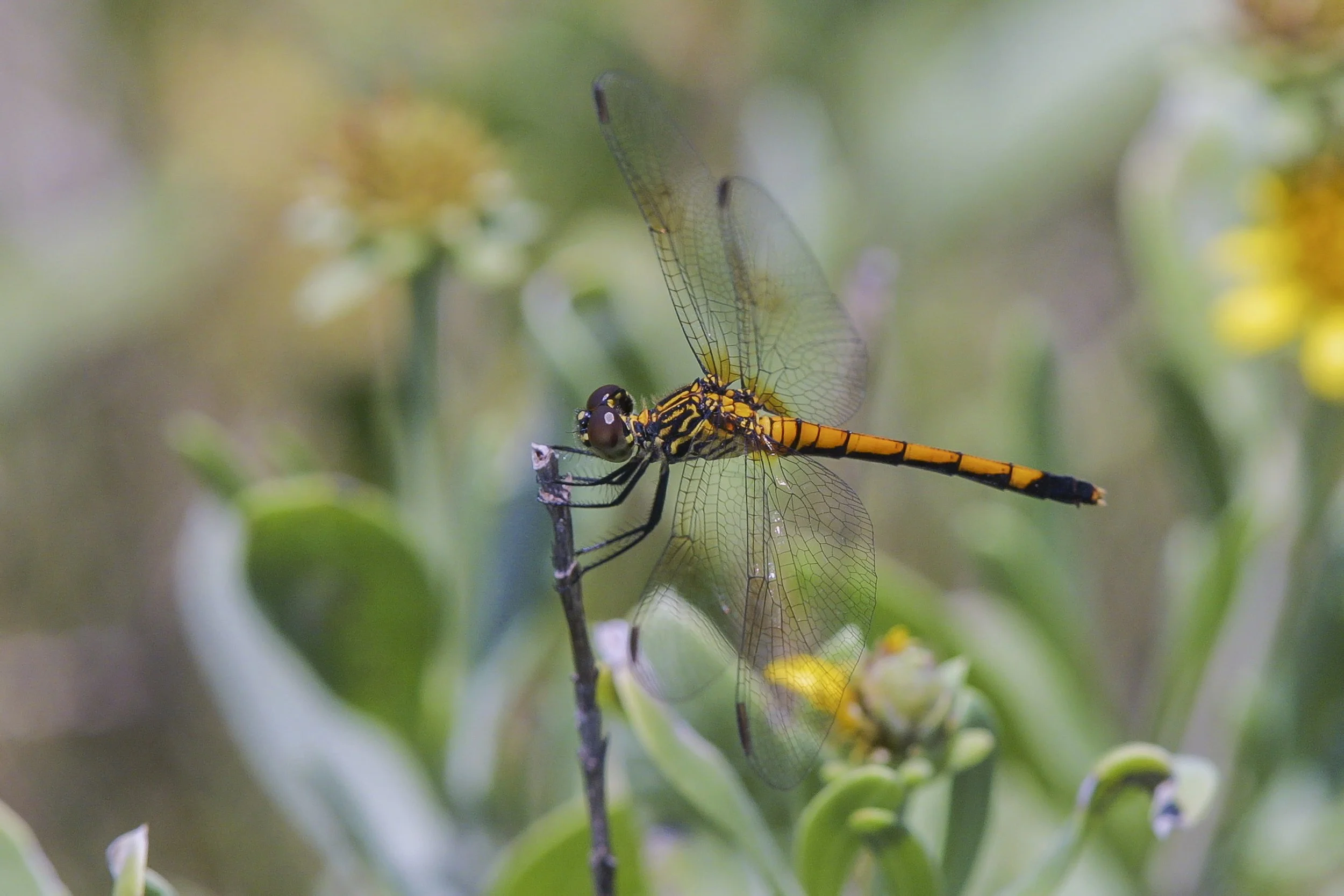 Seaside Dragonlet (Erythrodiplax berenice)_IMG_5462 copy.jpg