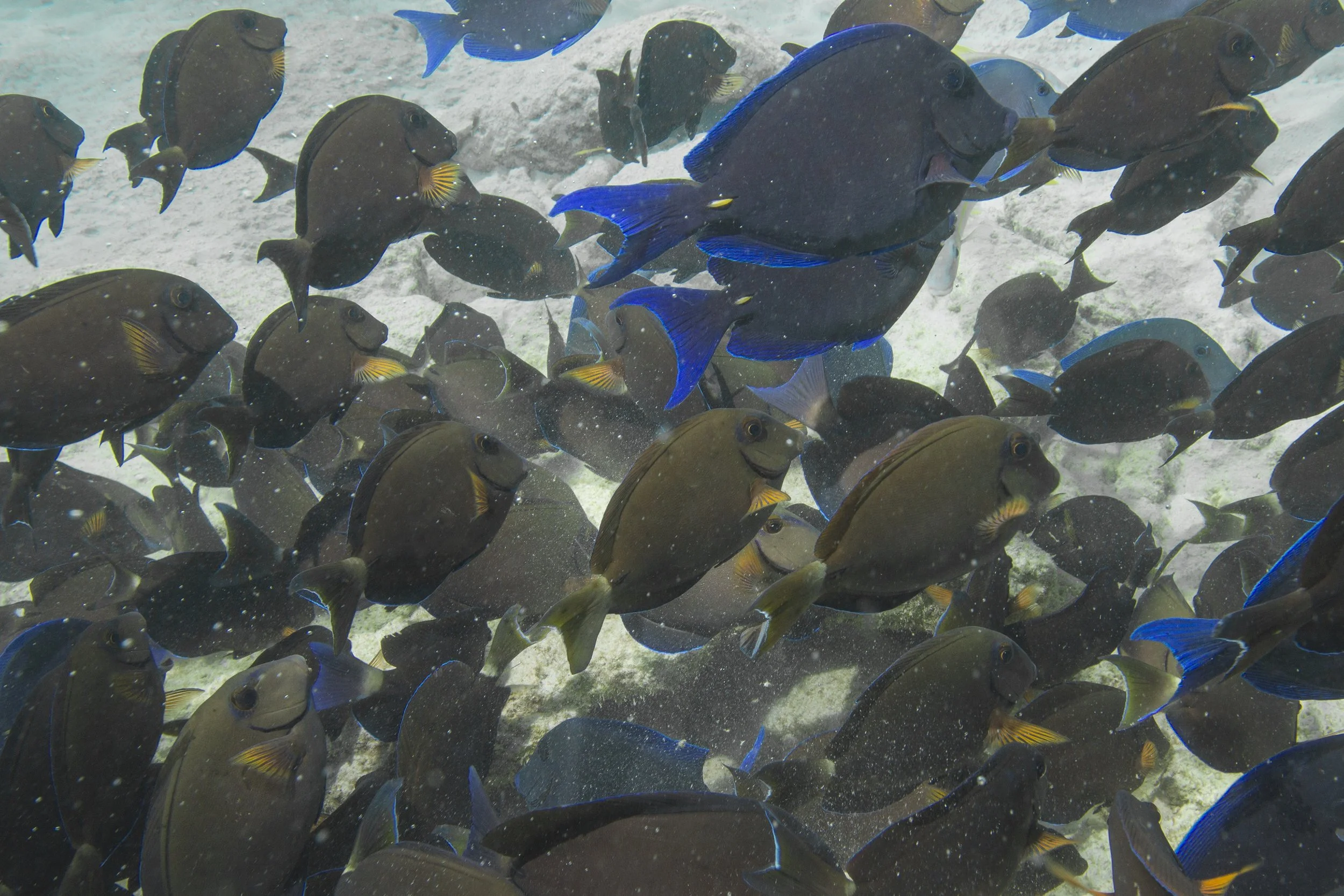 Bonaire_IMG_8954.jpg