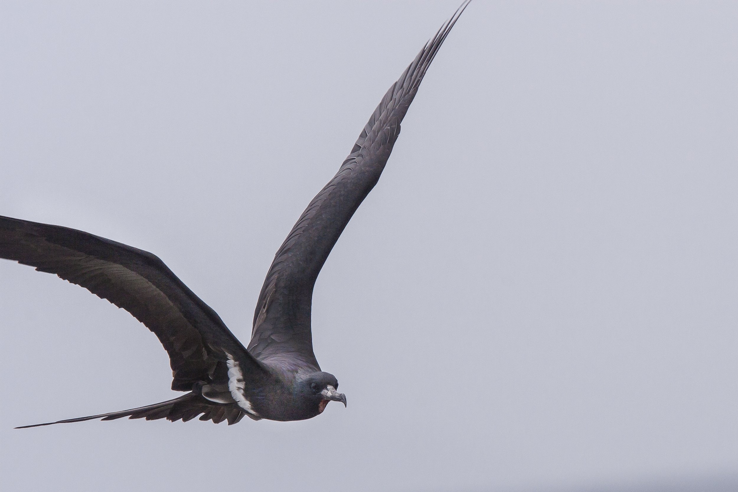 Lesser Frigatebird