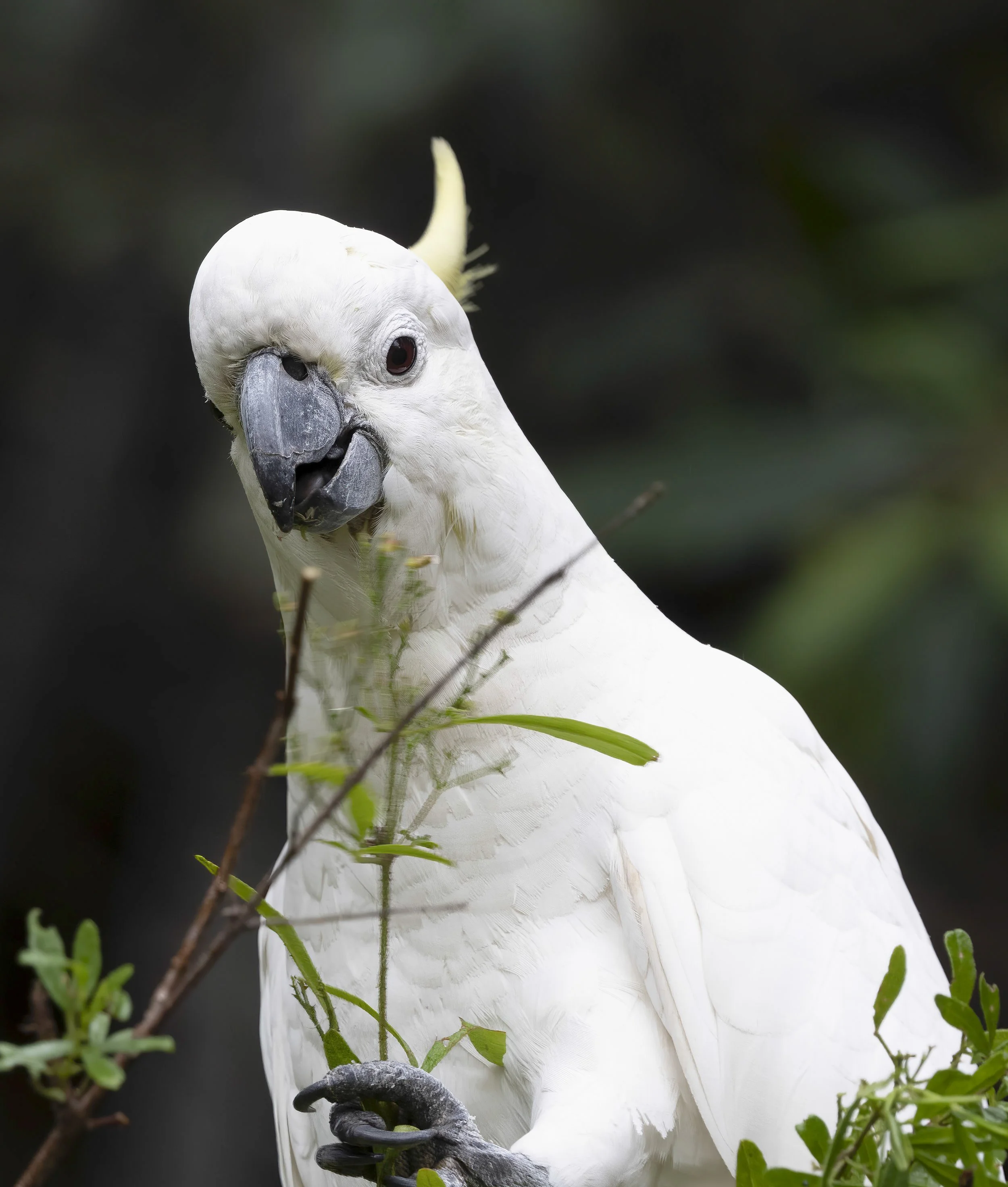 Sulphur Crested Cockatoo