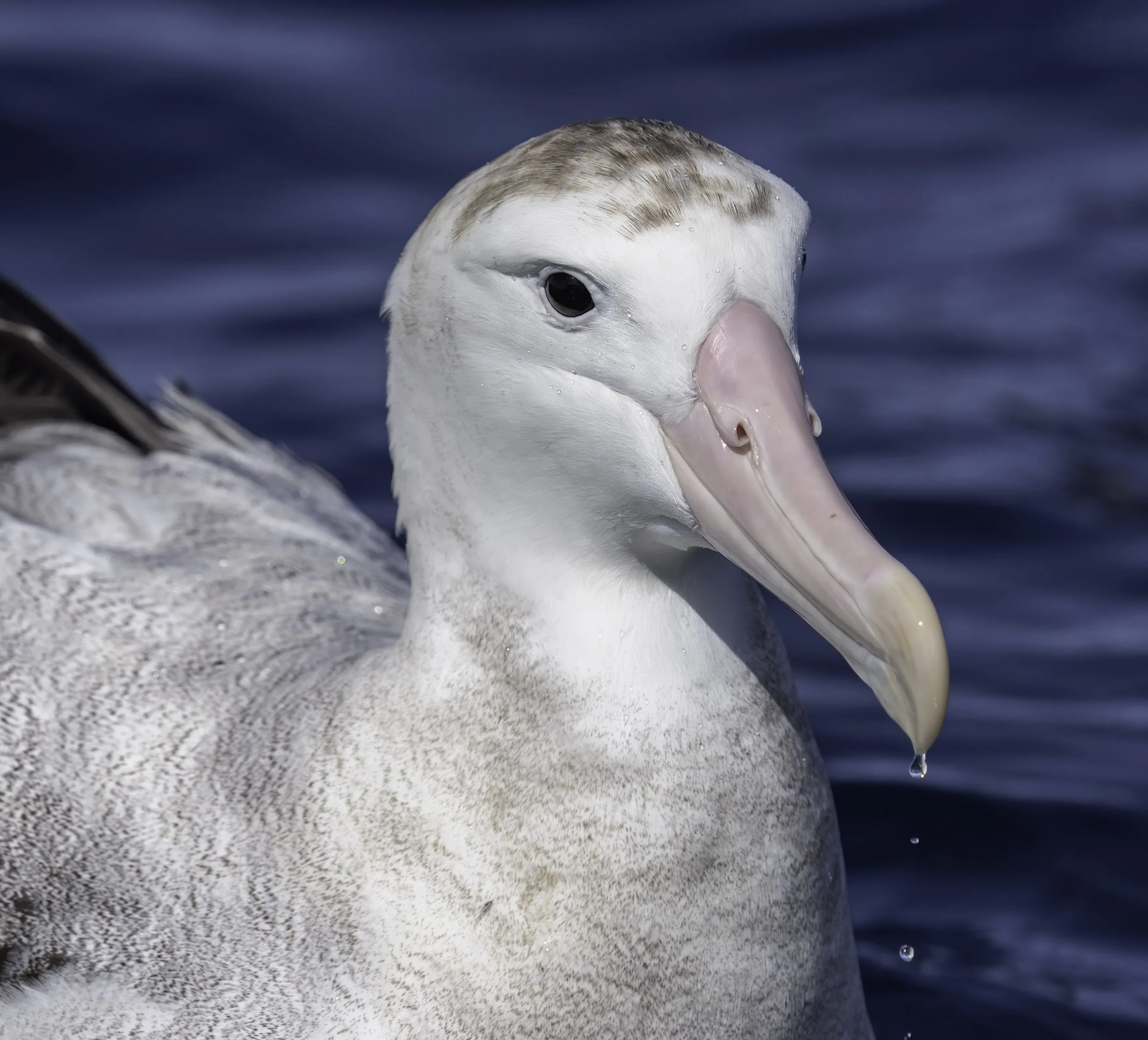 Antipodean Albatross