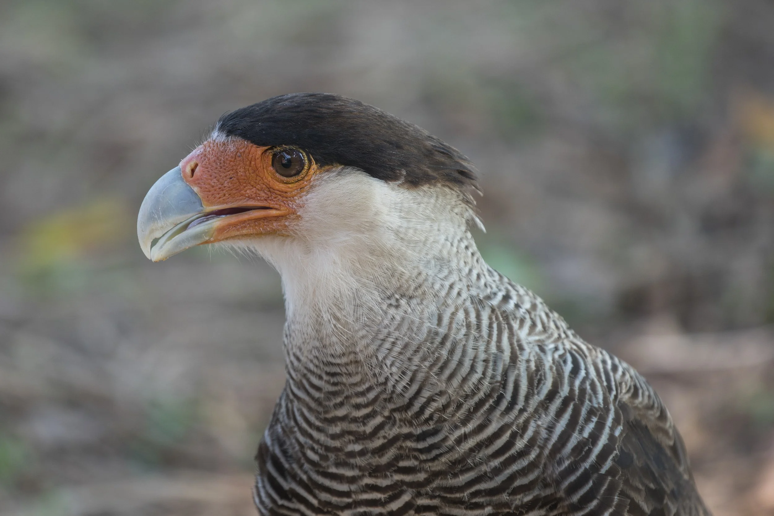 Southern Crested Caracara