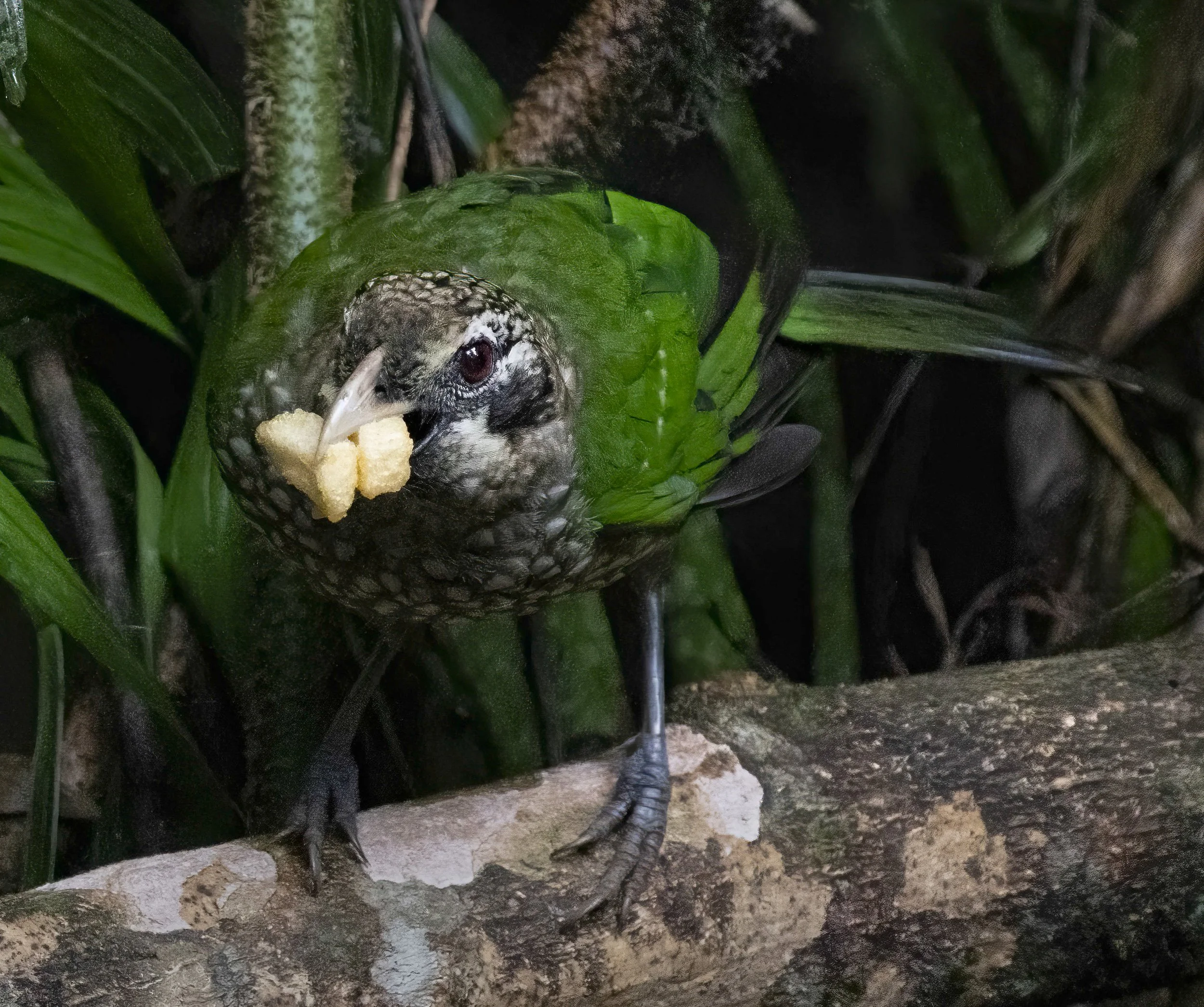 Spotted Catbird