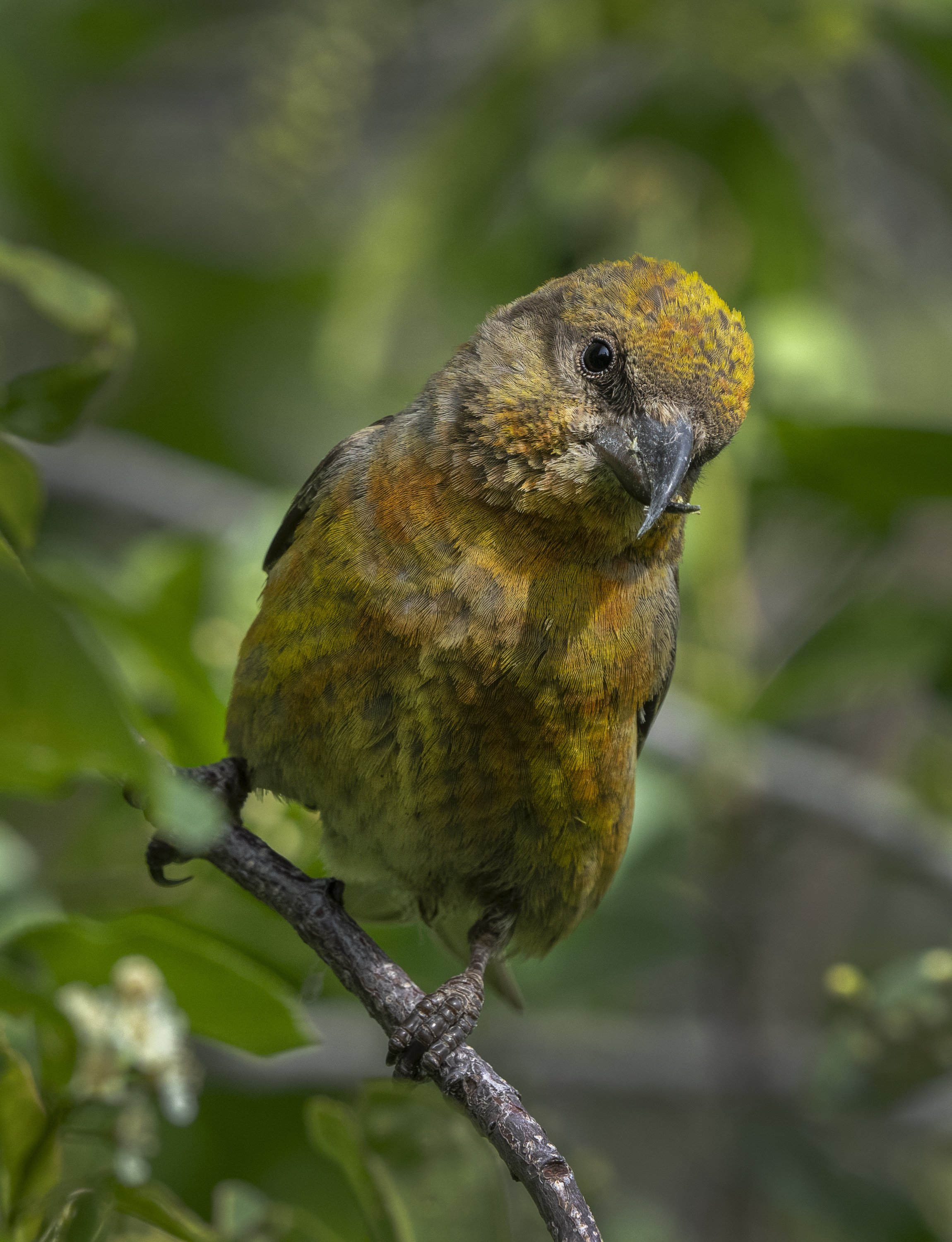 Red Crossbill