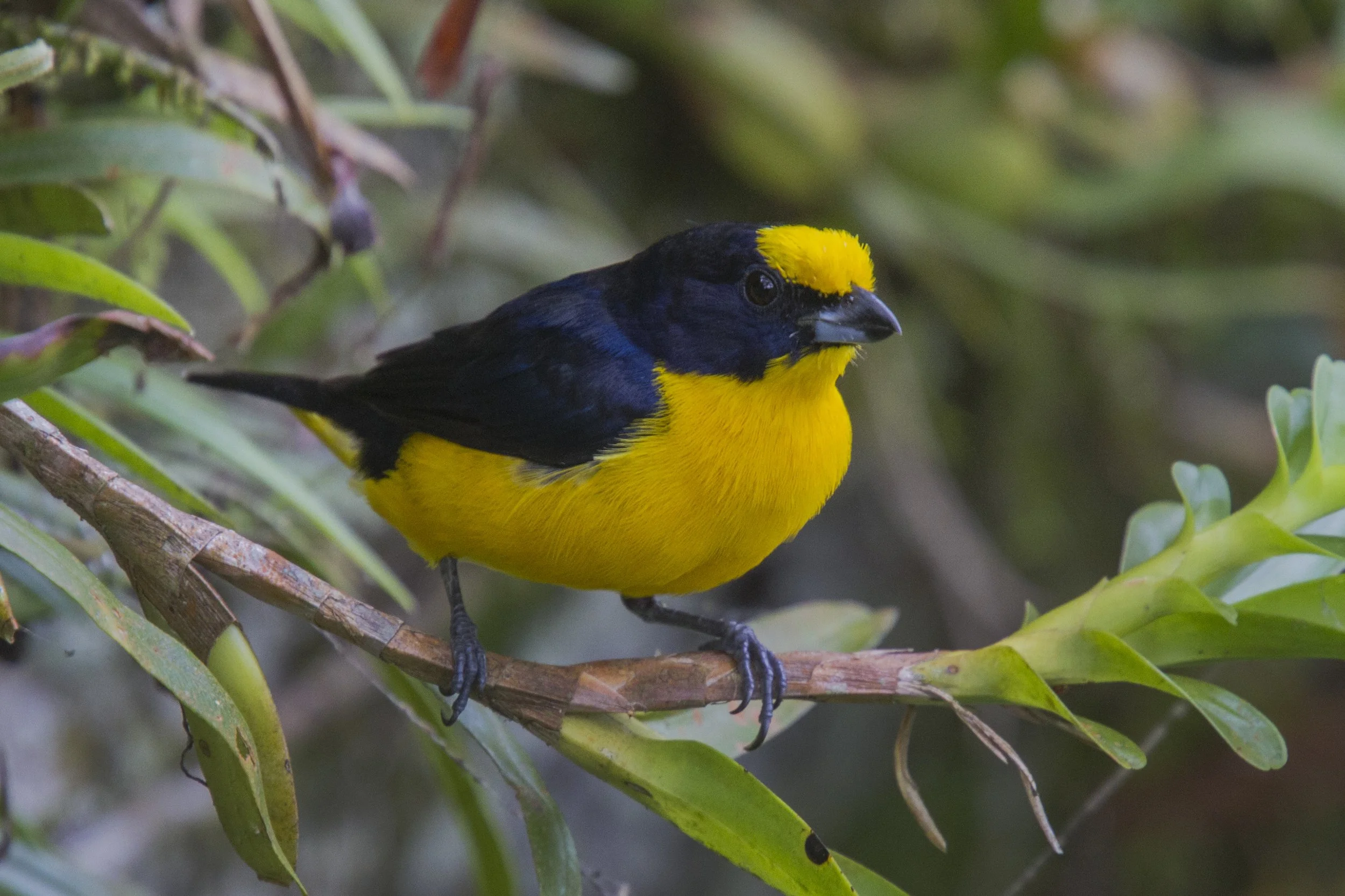  Thick Billed Euphonia