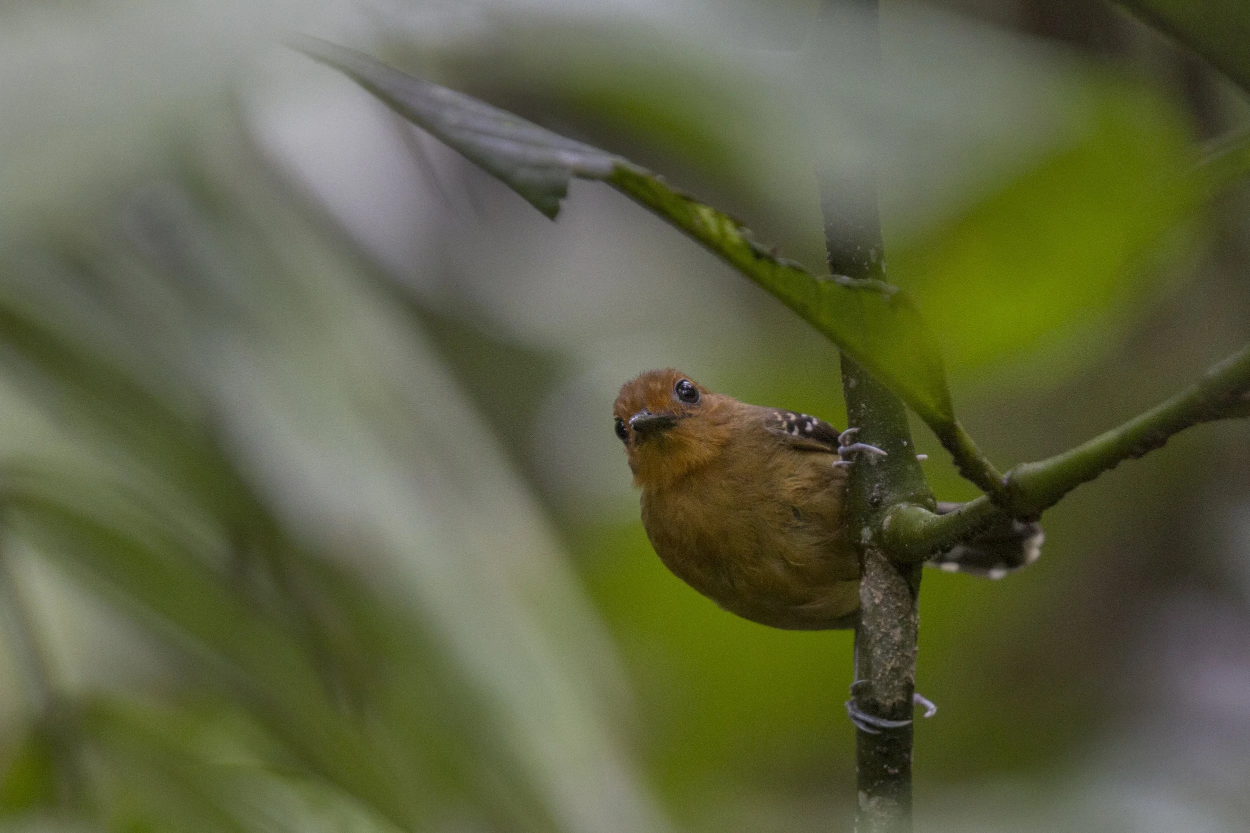 Scale Backed Antbird