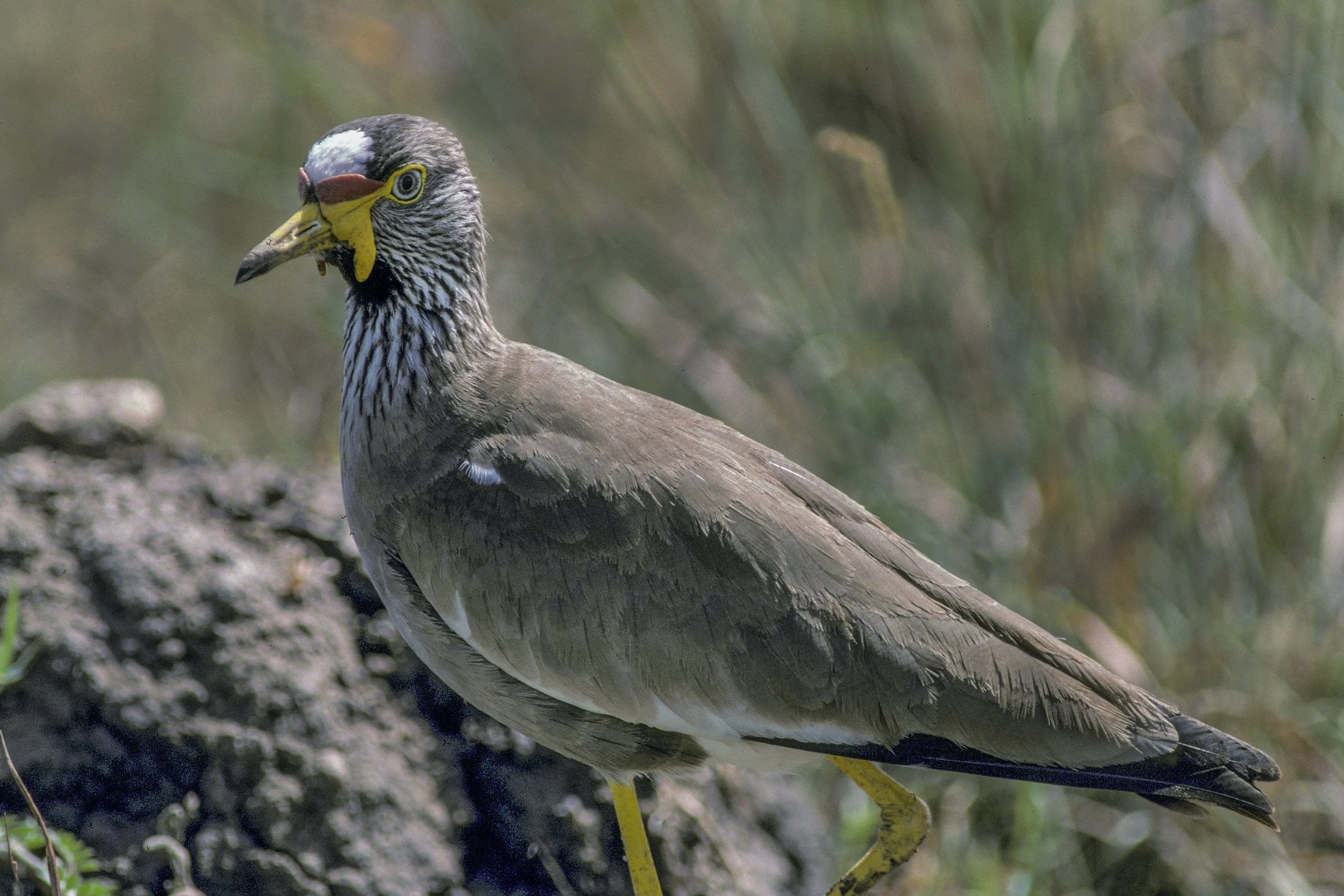 African Wattled Lapwing