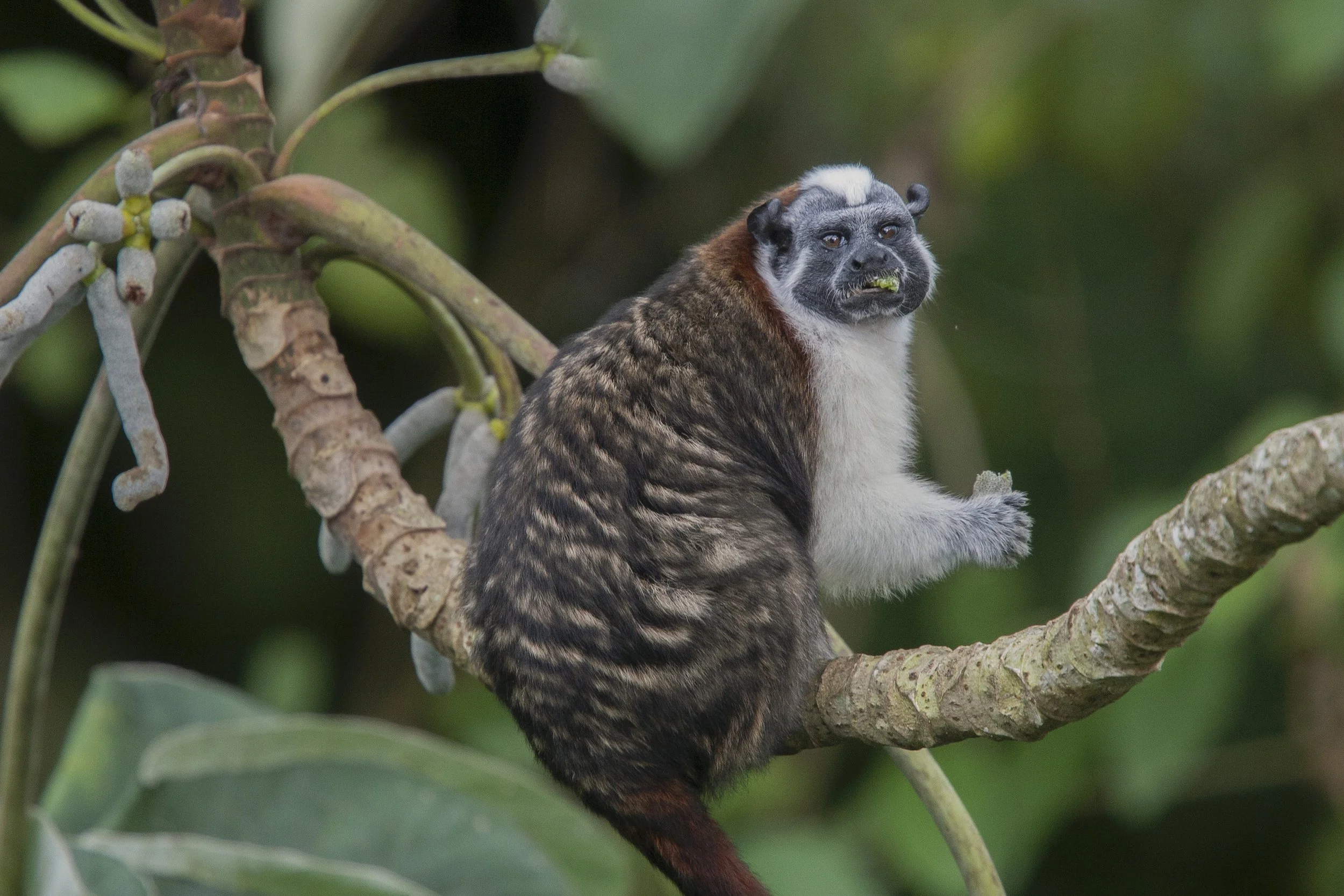 Geoffroy's Tamarin