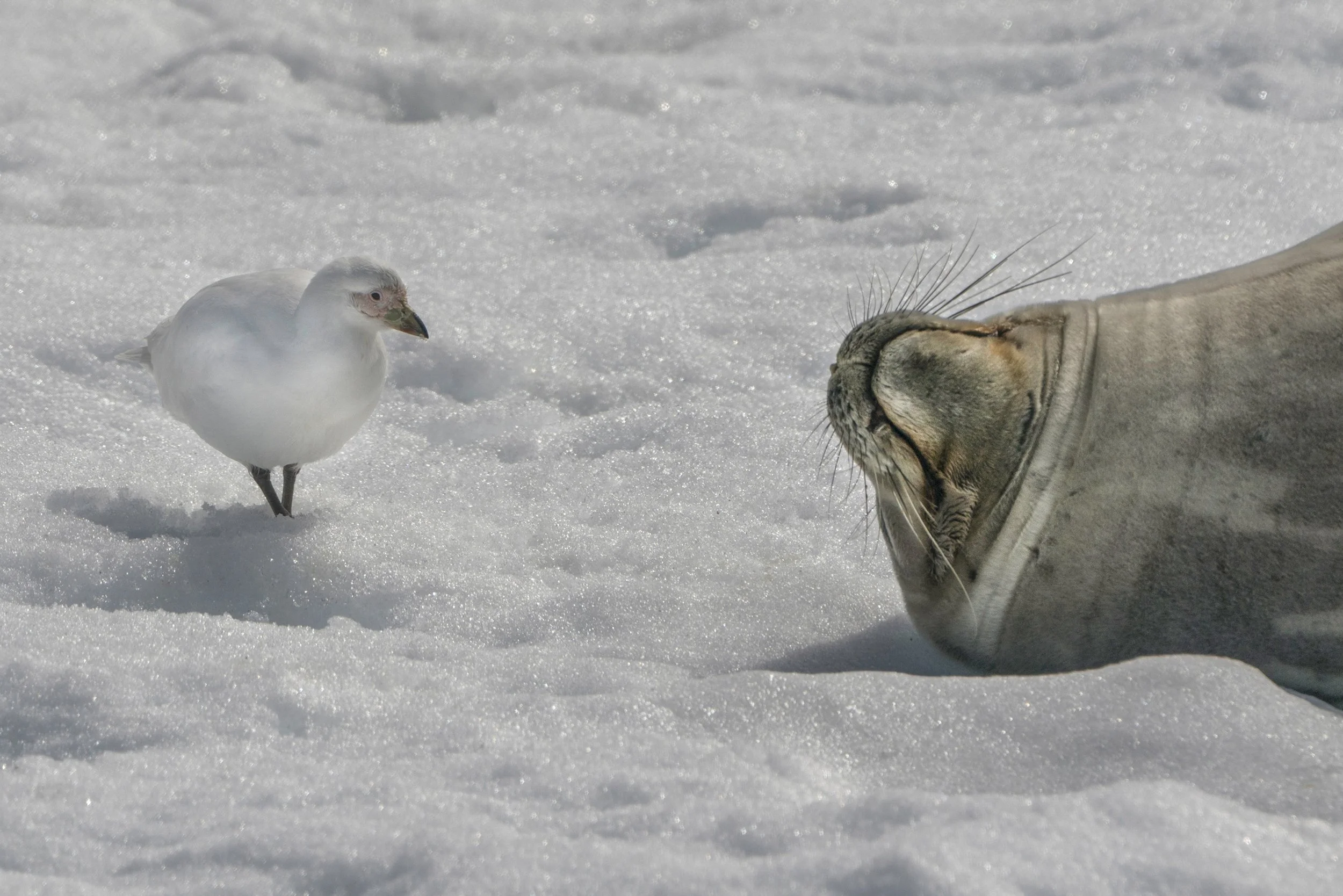 Snowy Sheathbill