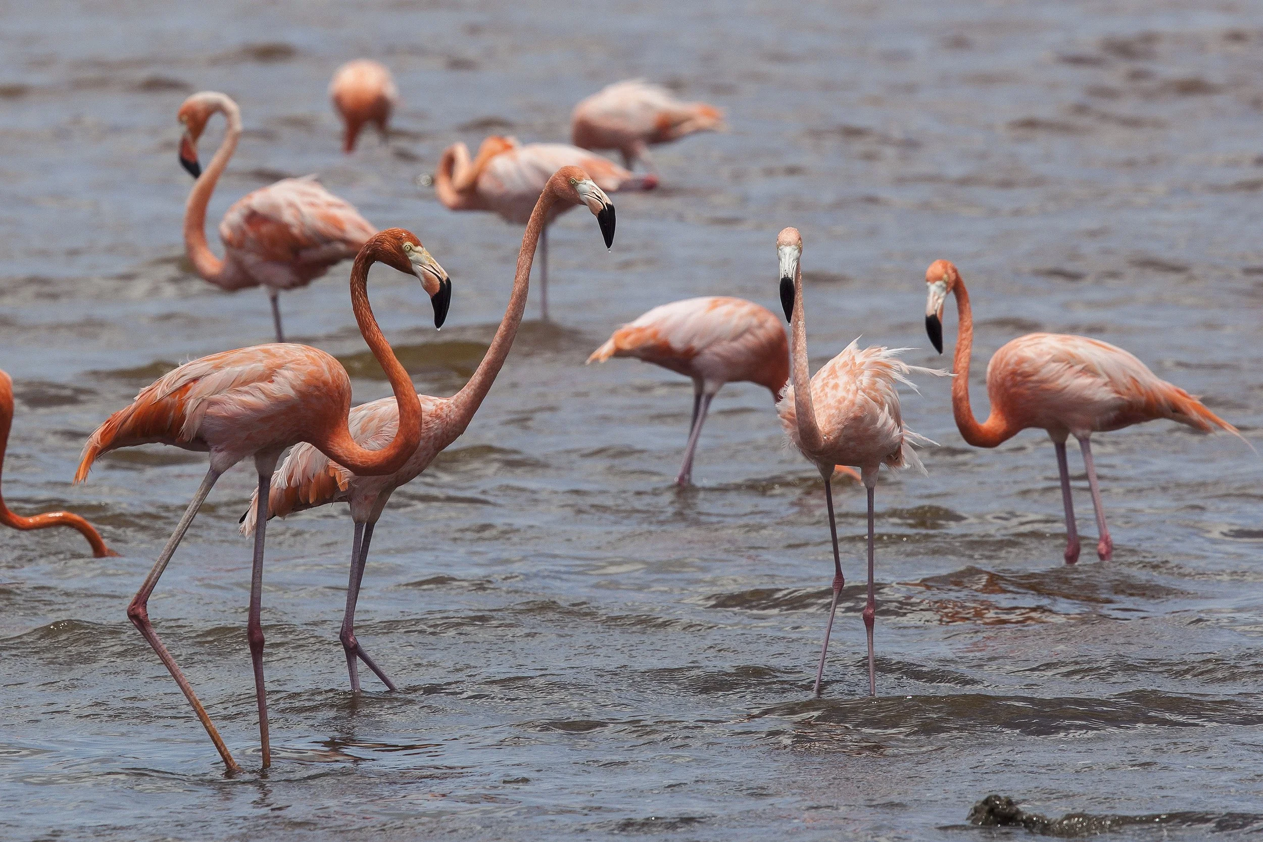  Greater Flamingo