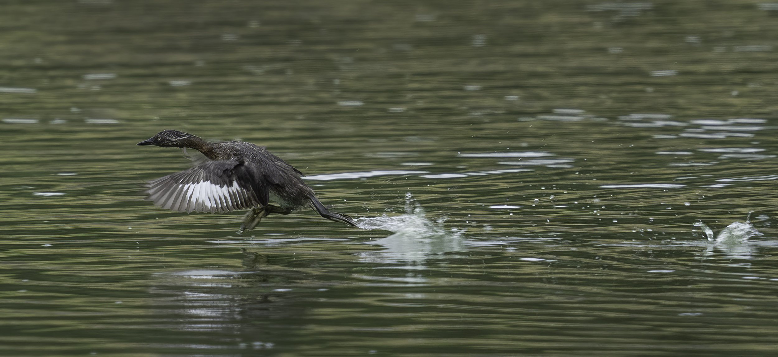 New Zealand Grebe