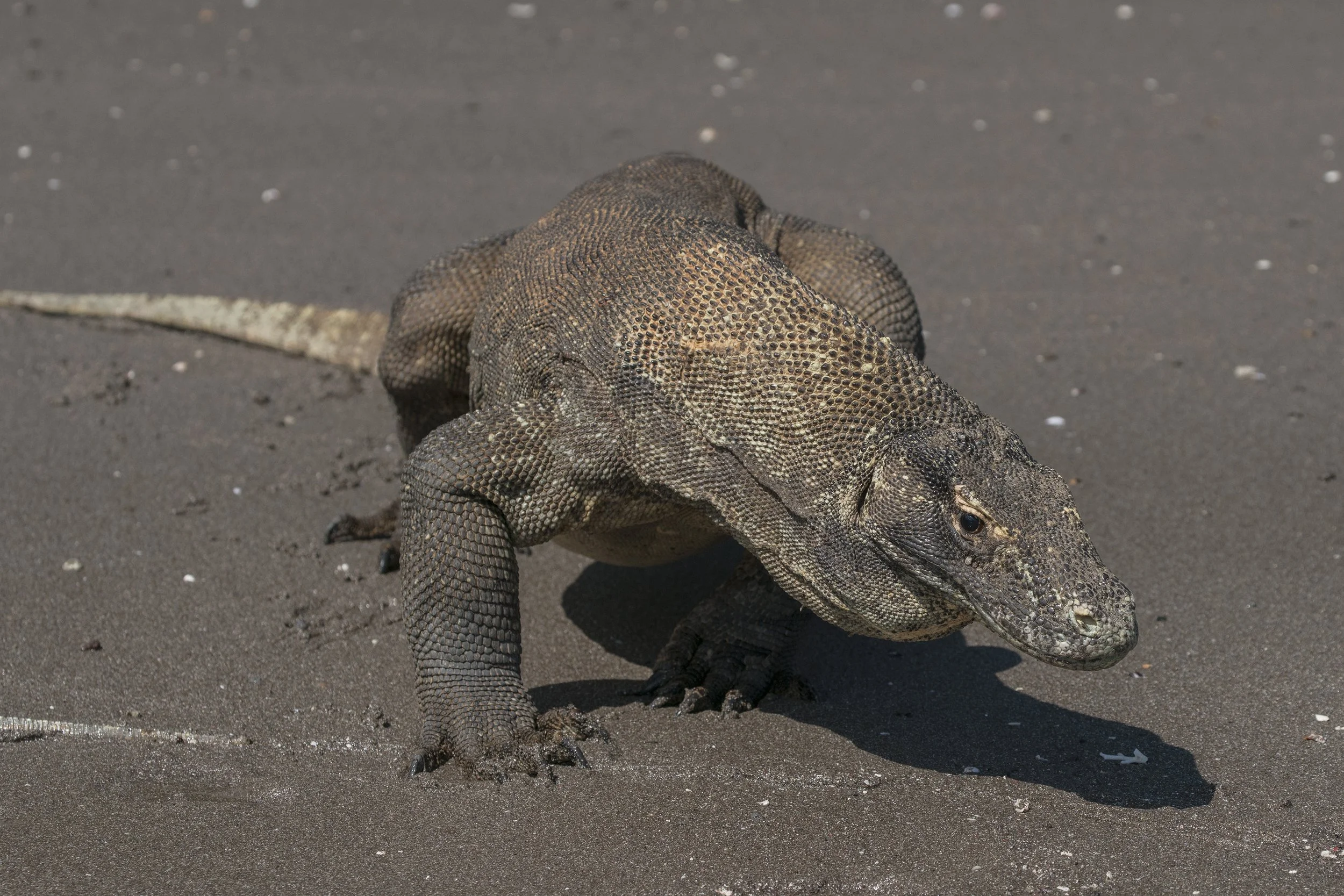 Komodo_DSC00562.jpg