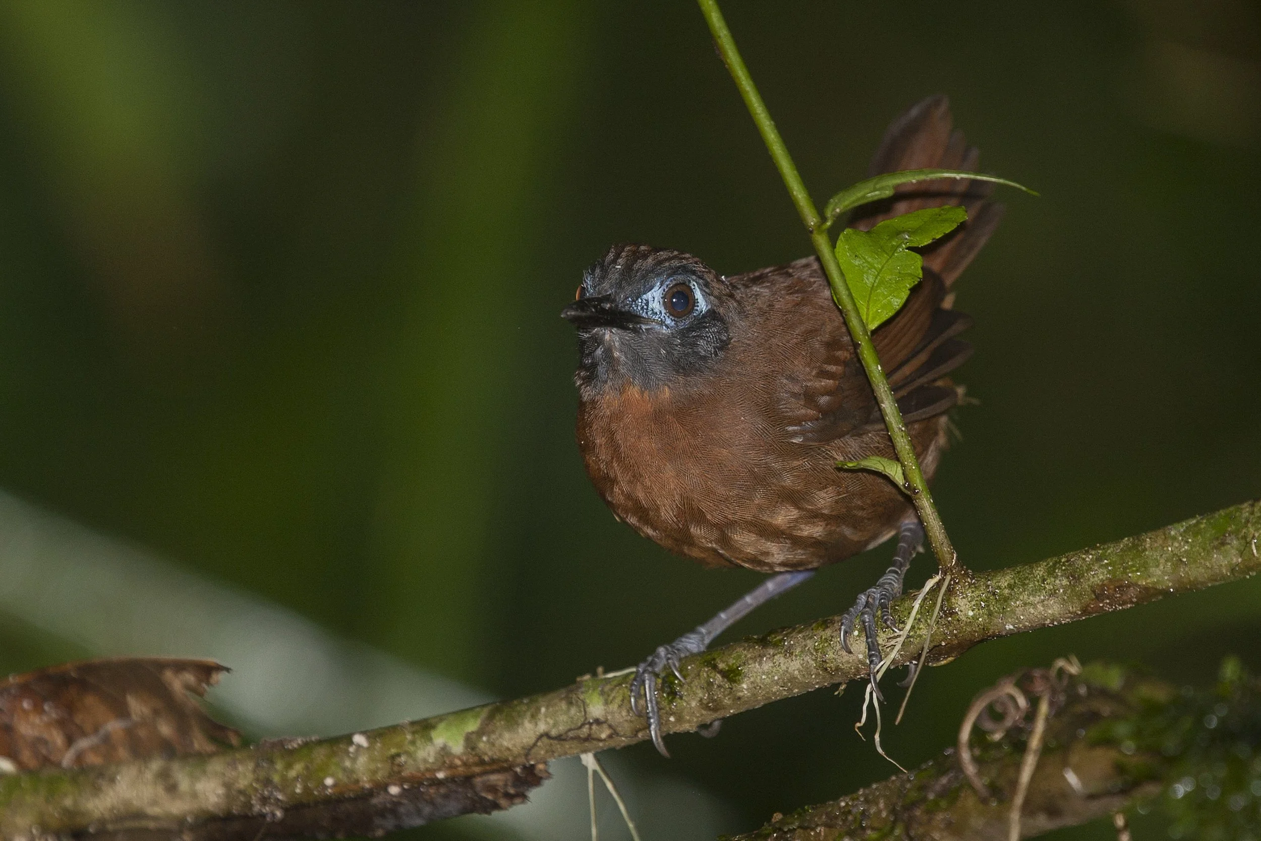 Chestnut Backed Antbird