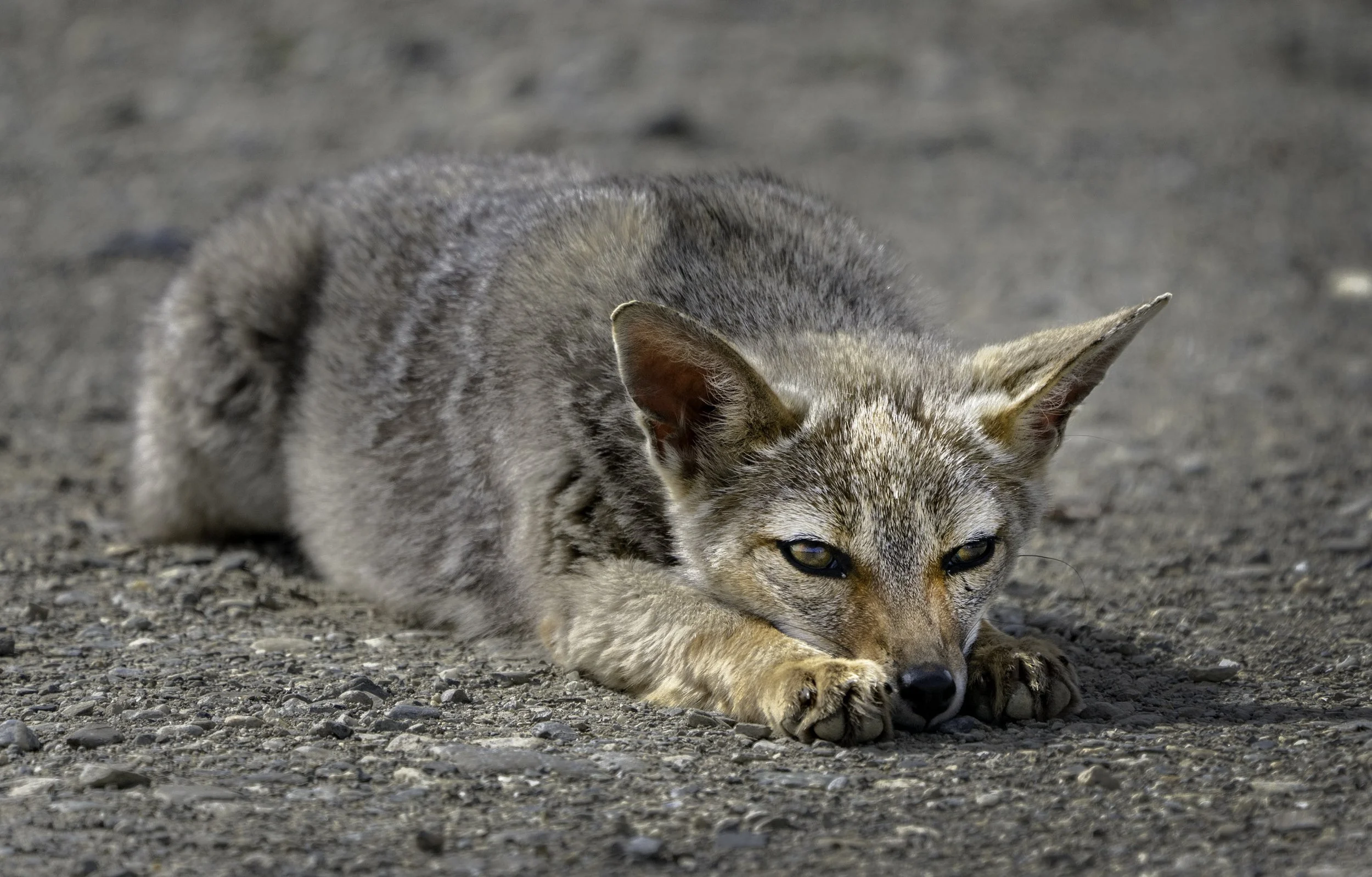 Gray Fox, Argentina