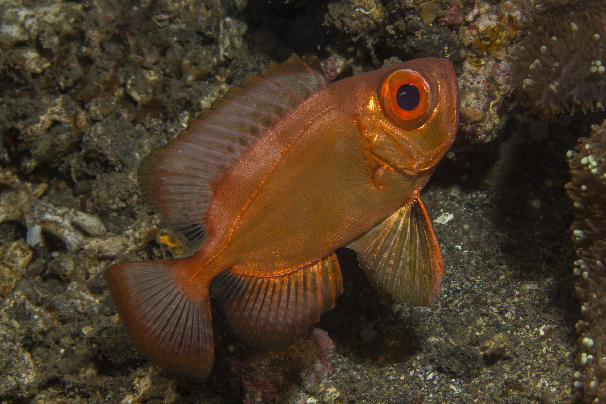 Lembeh_IMG_0277.jpg
