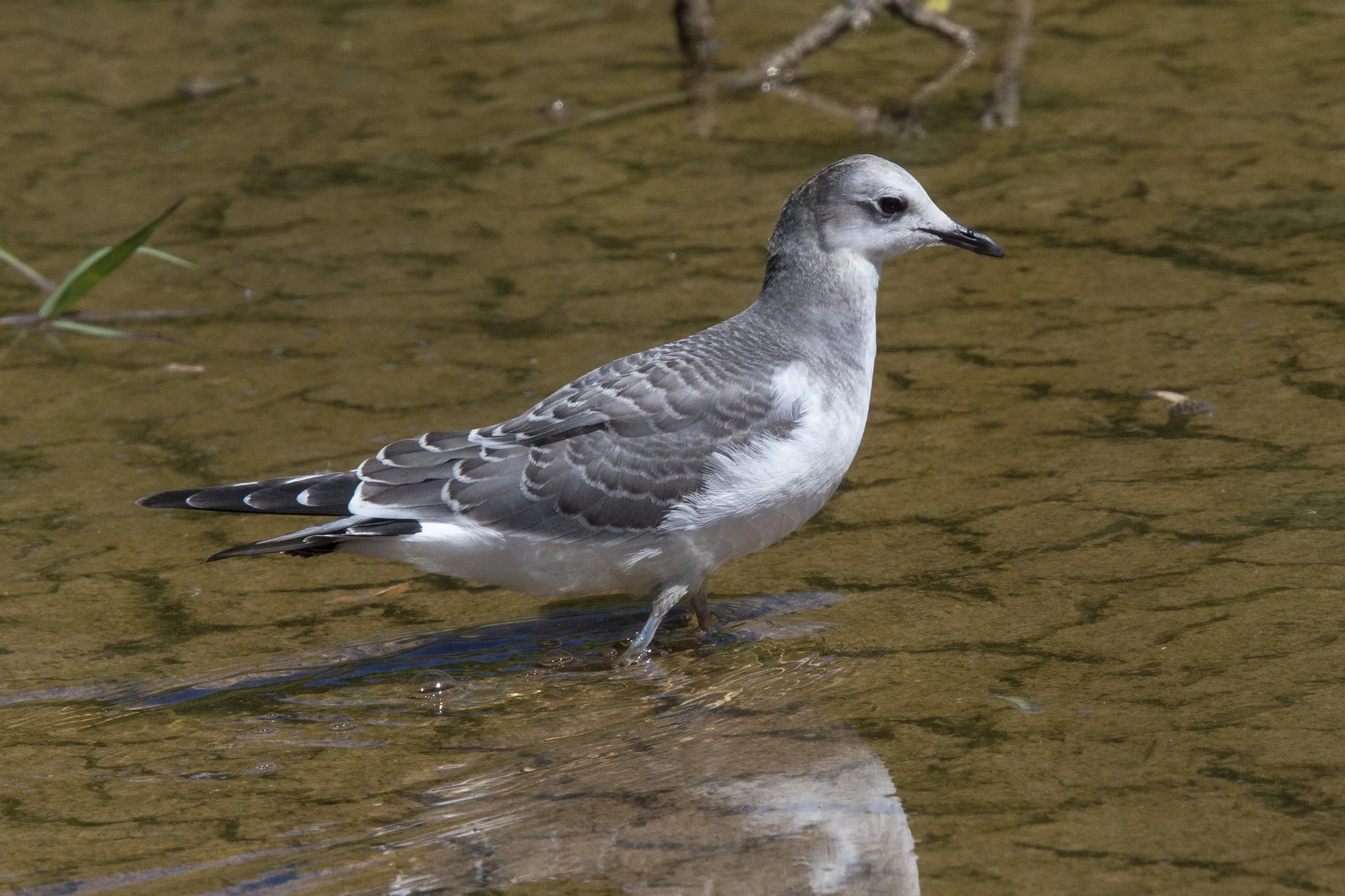 Sabines Gull