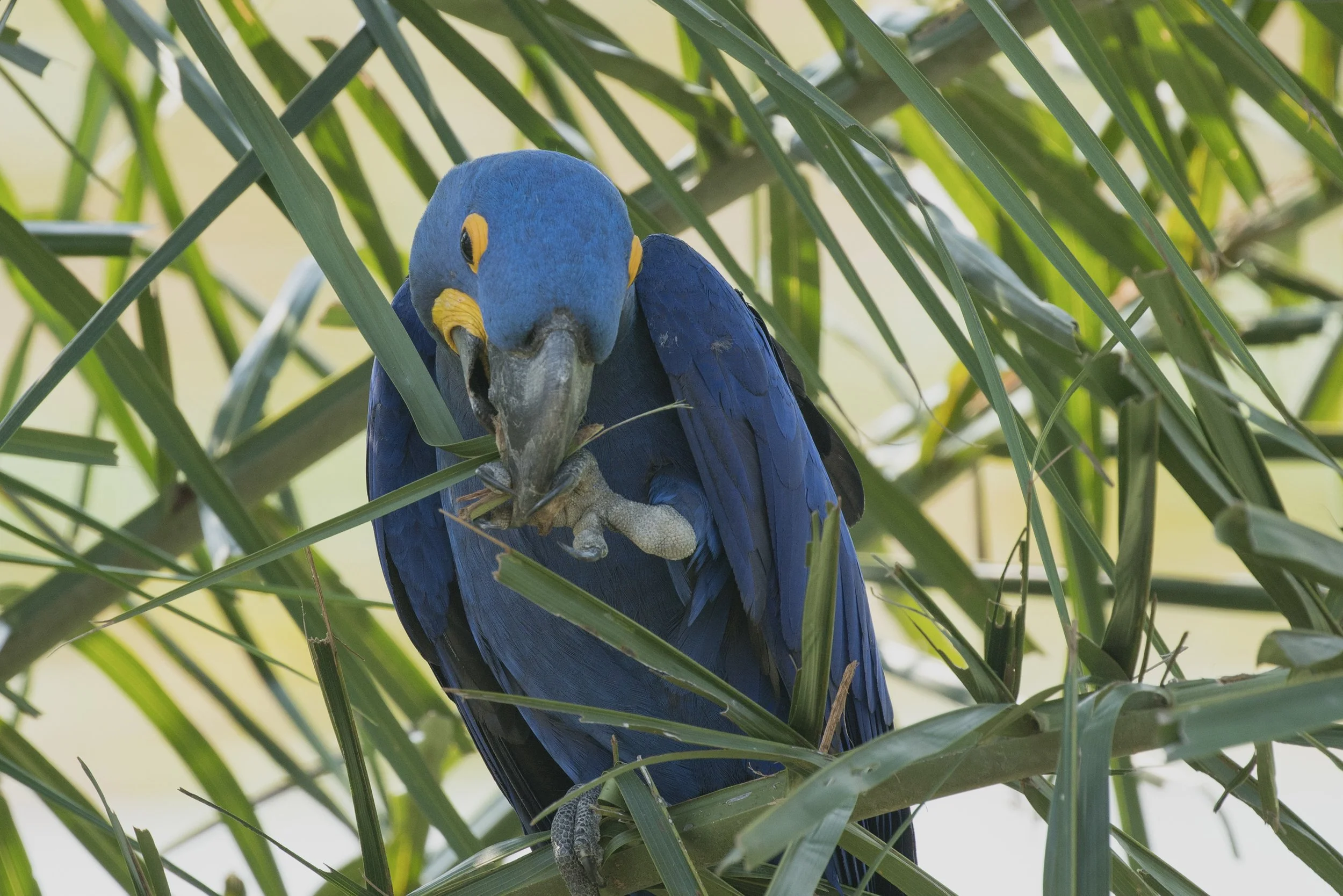 Hyacinth Macaw