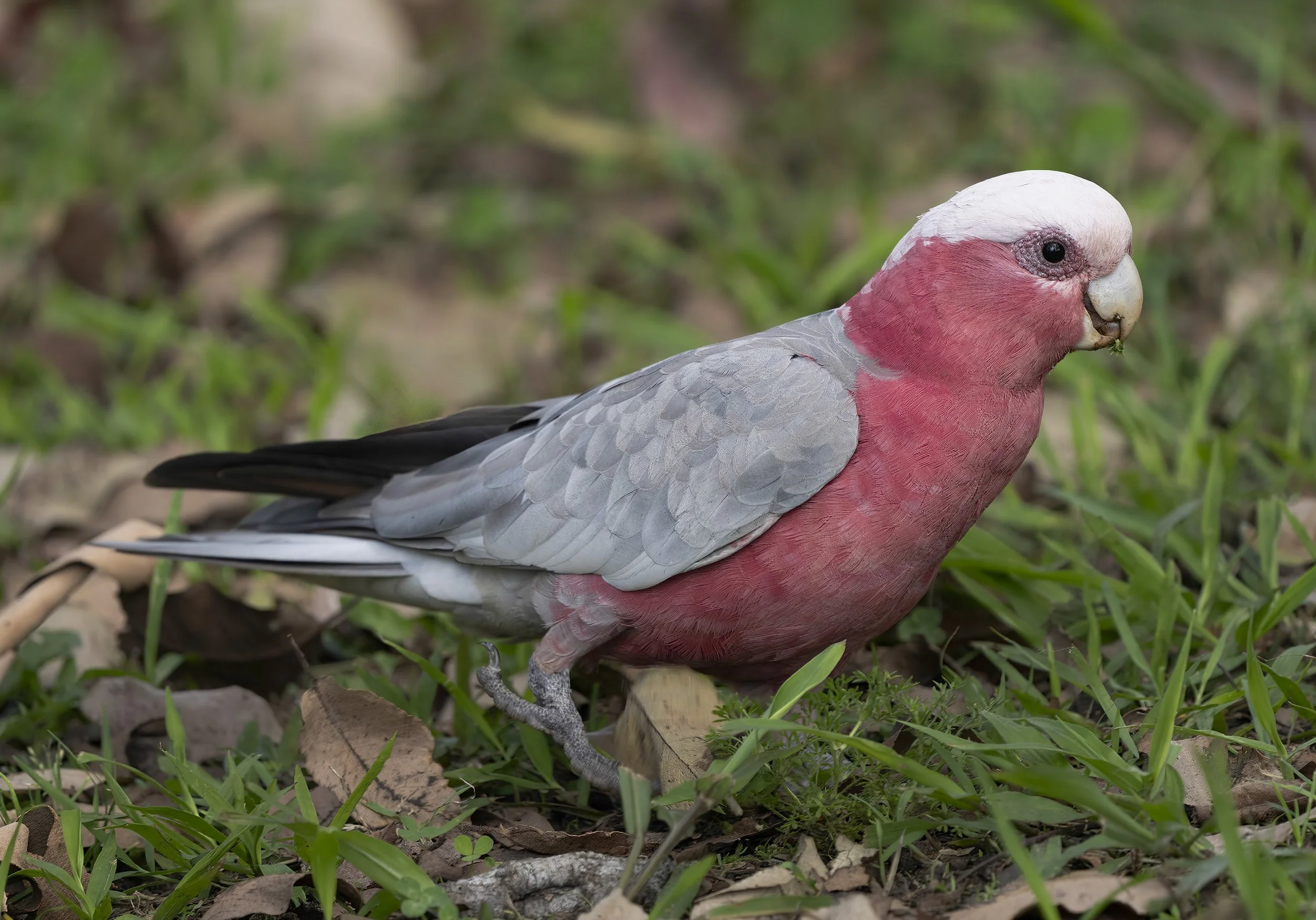 Galah