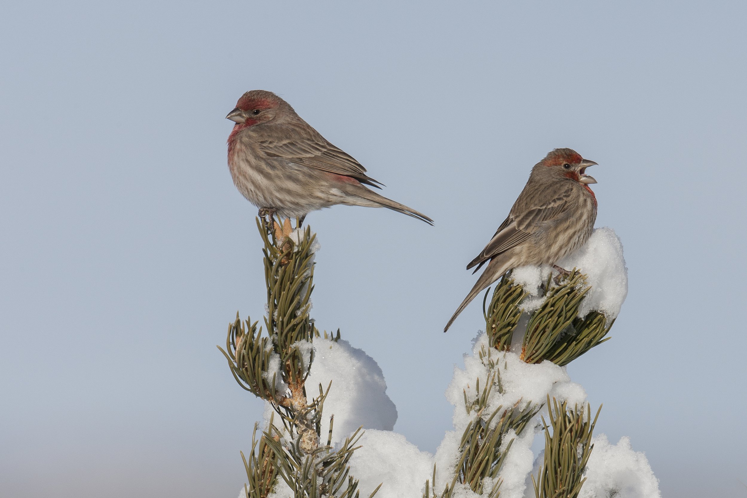 House Finch