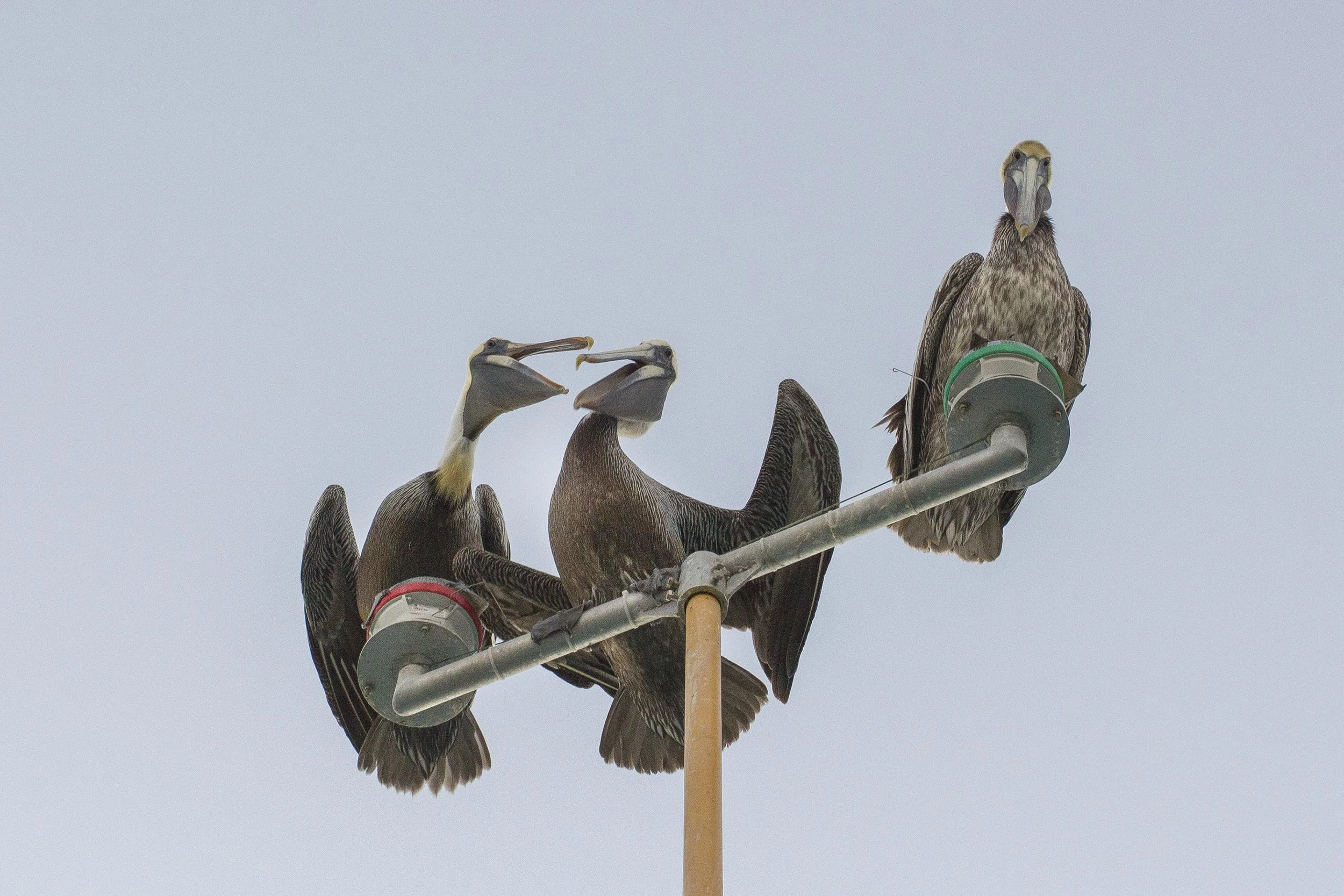 Brown Pelican