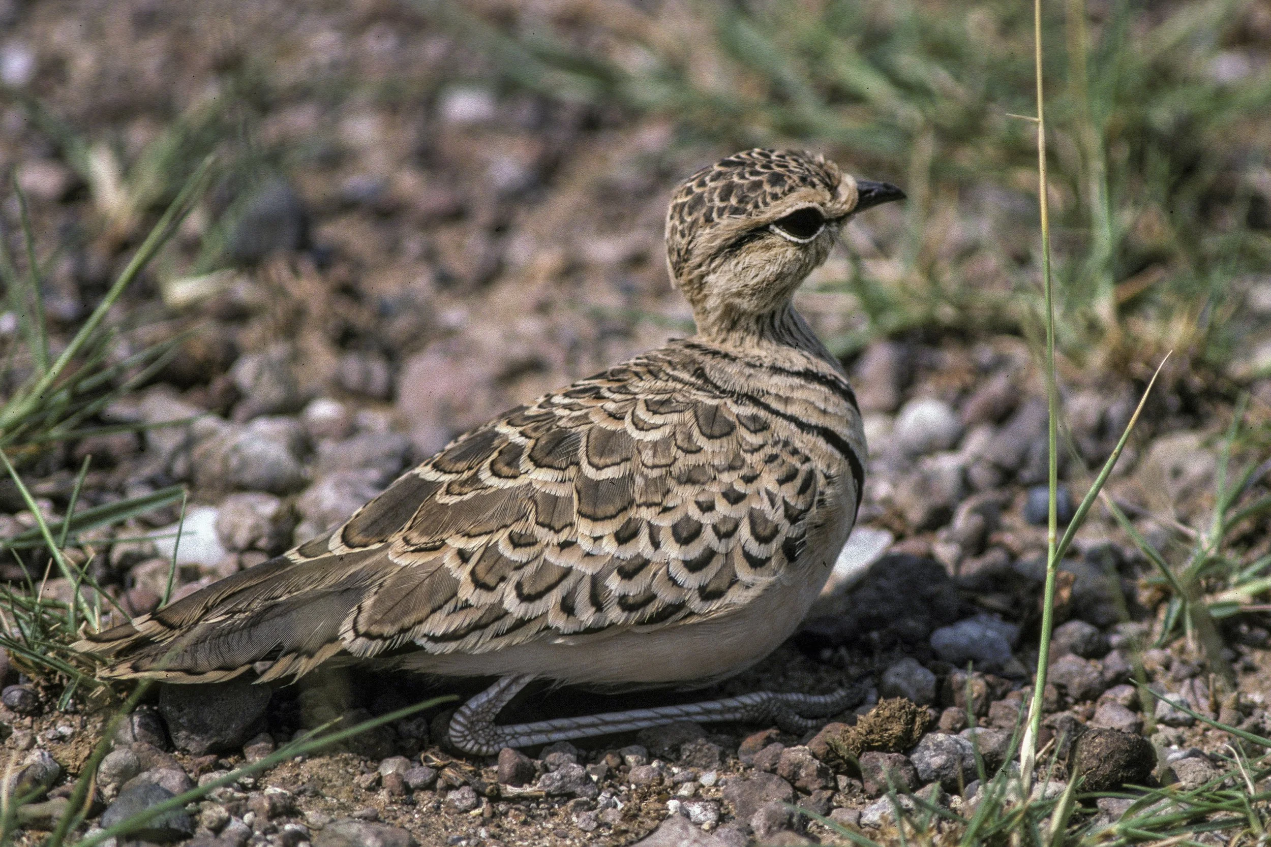 Double Banded Courser