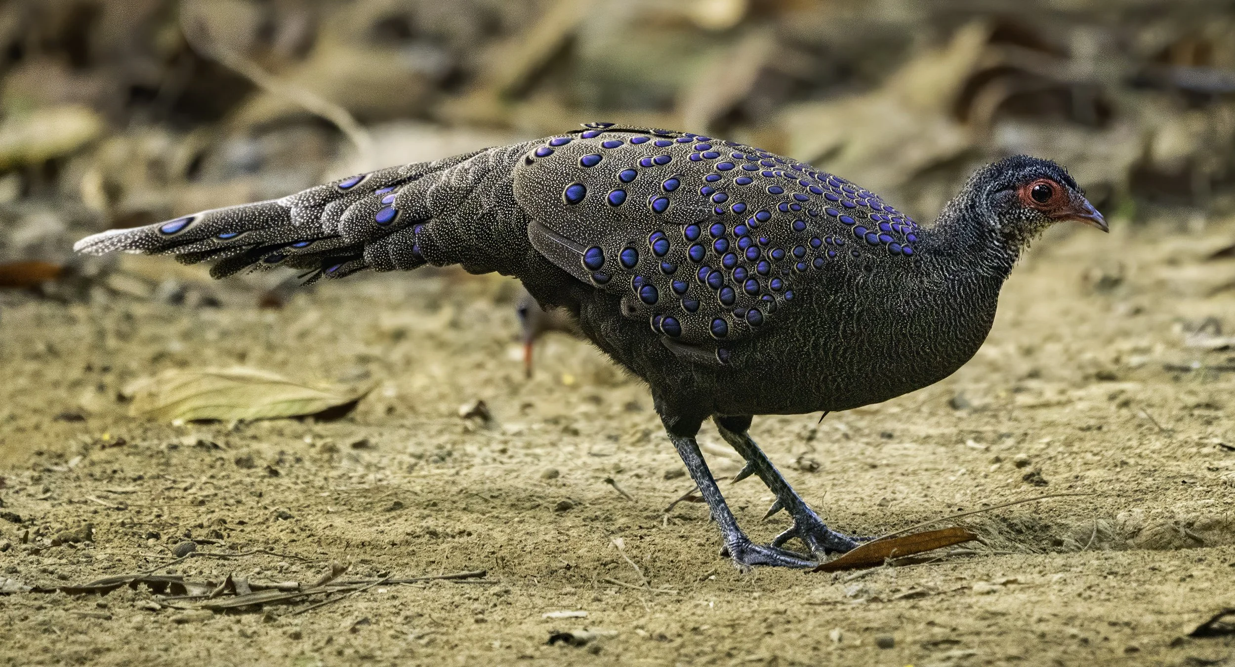 Germain’s Peacock-Pheasant