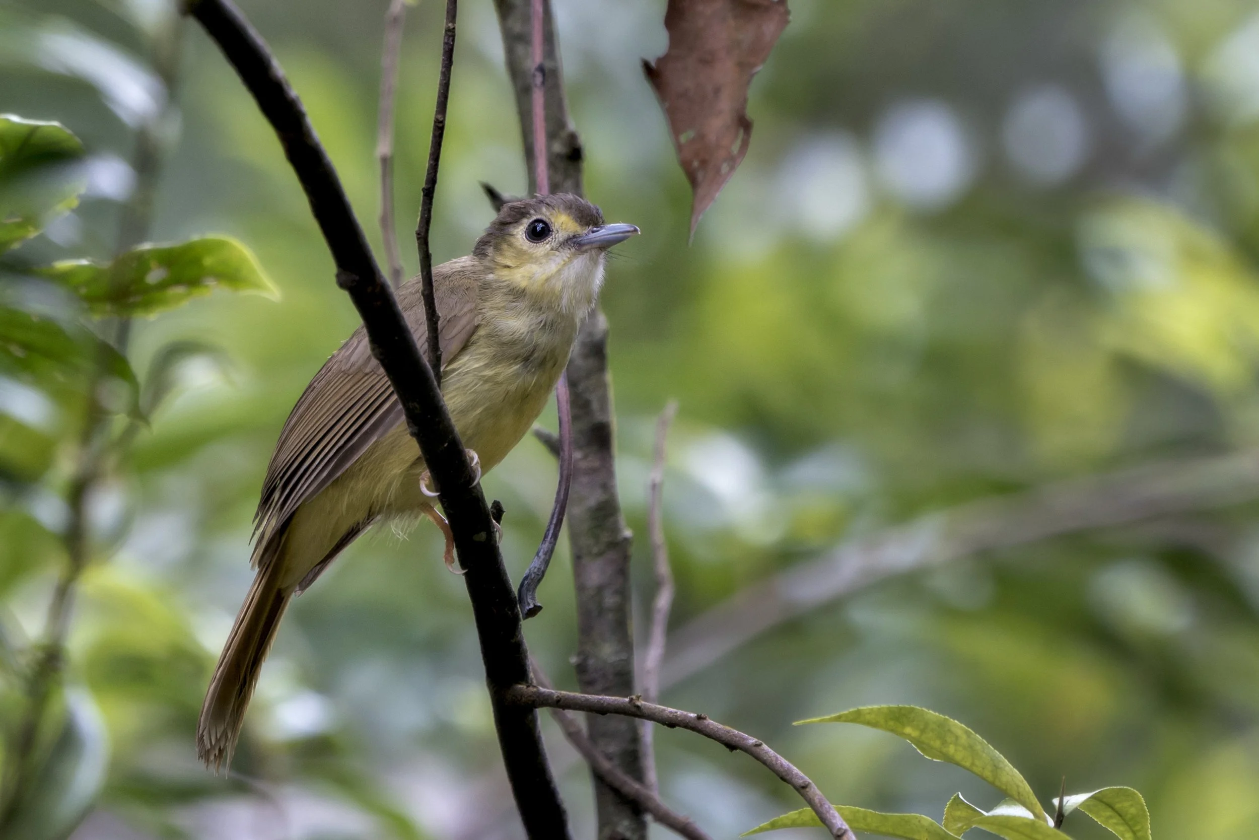 Hairy Backed Bulbul