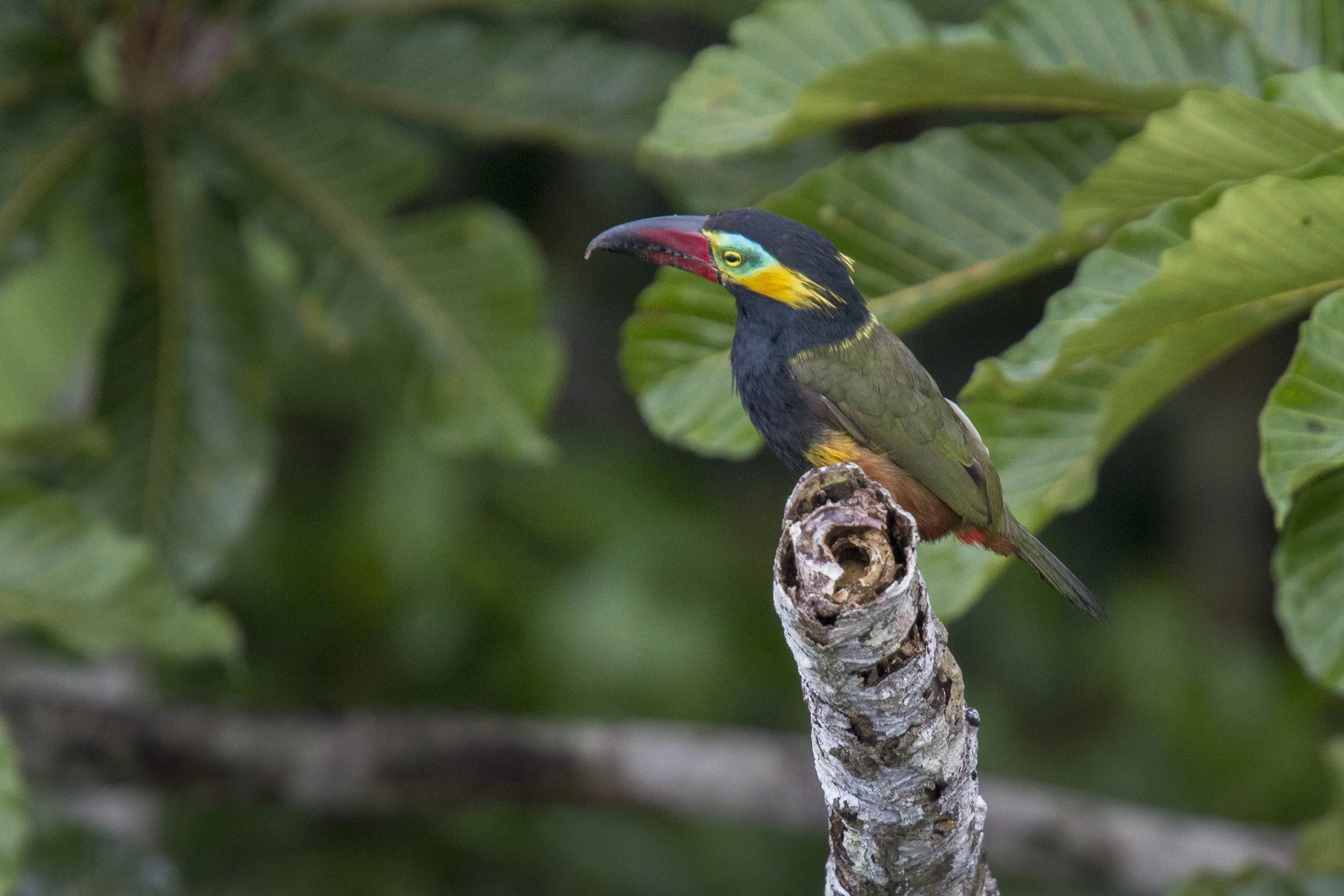Golden Collared Toucanet
