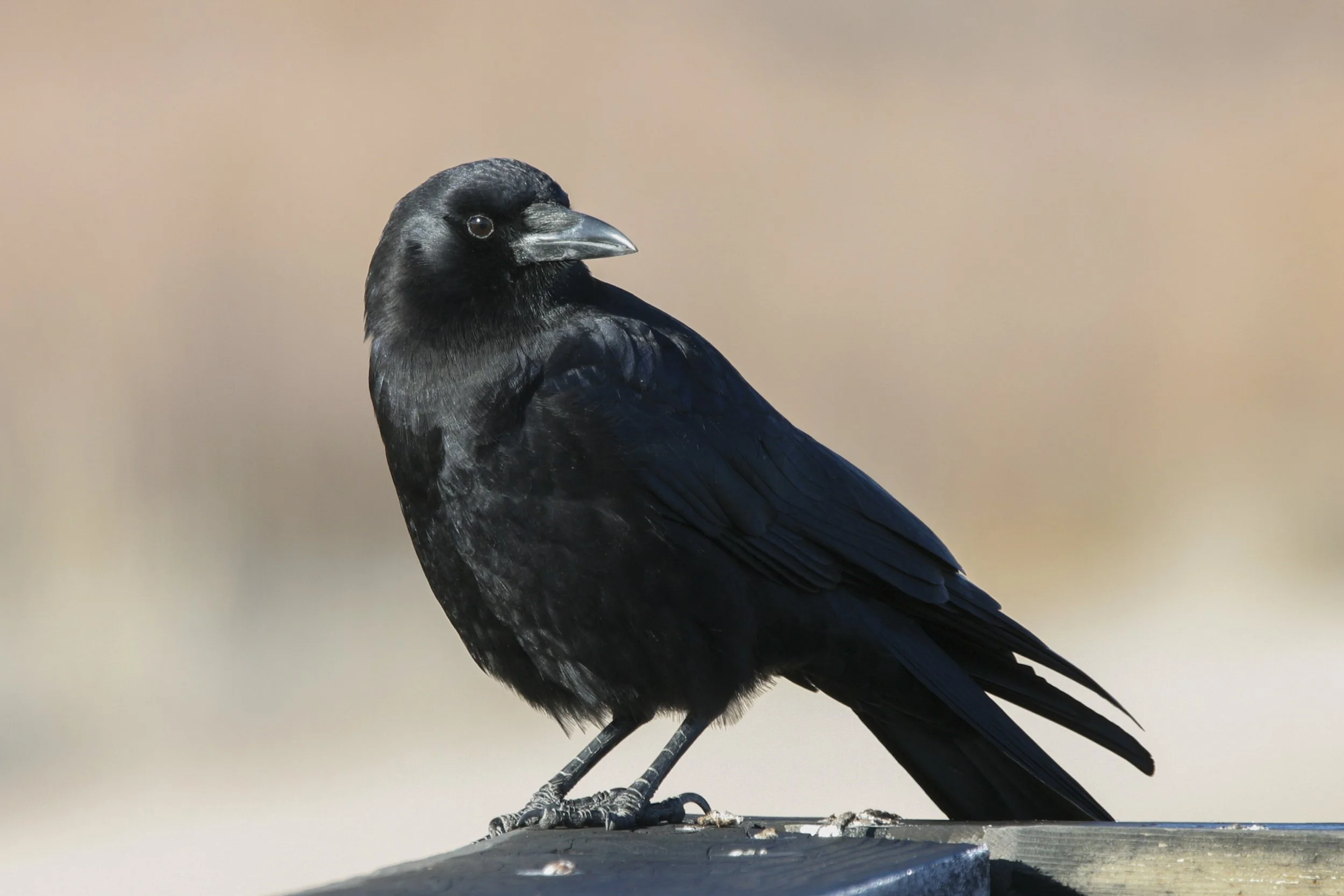 American Crow