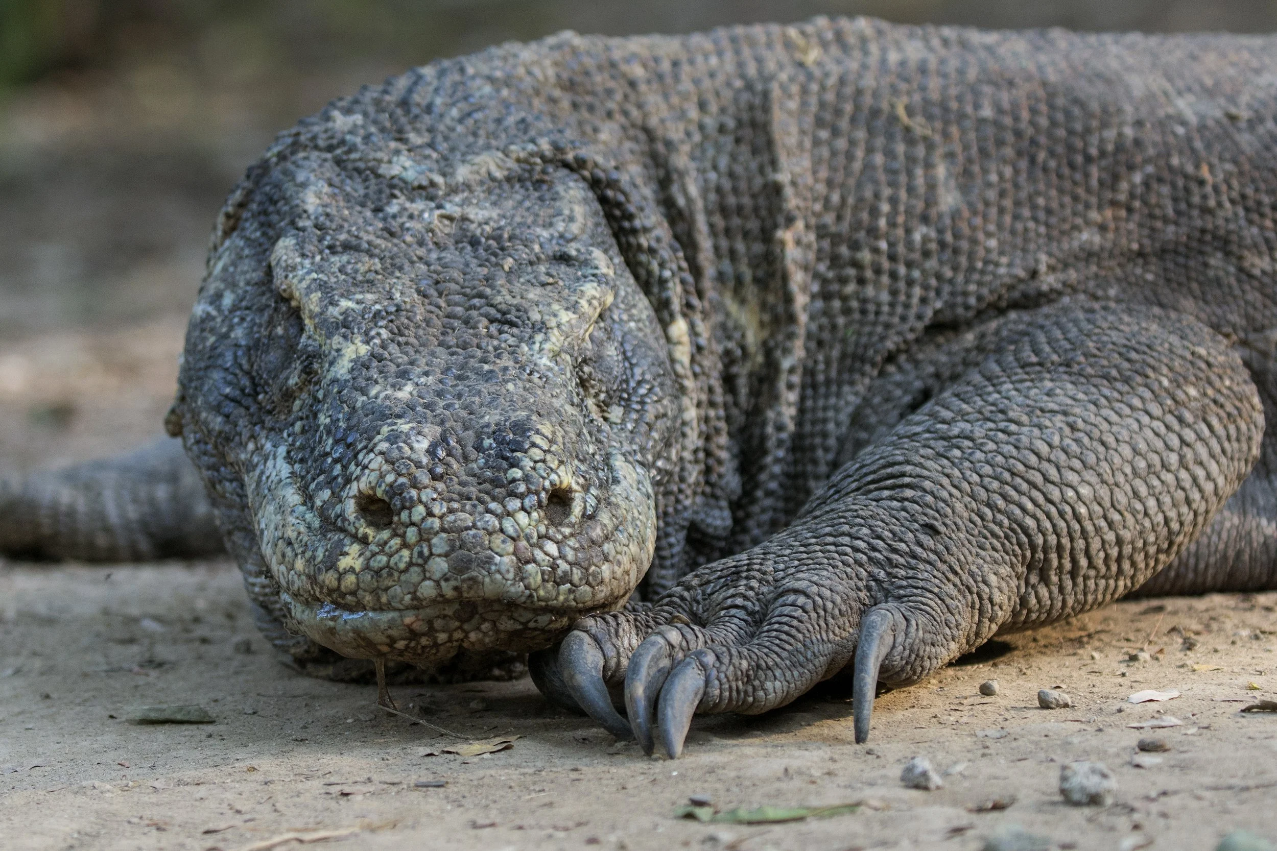 Komodo Dragon, Indonesia