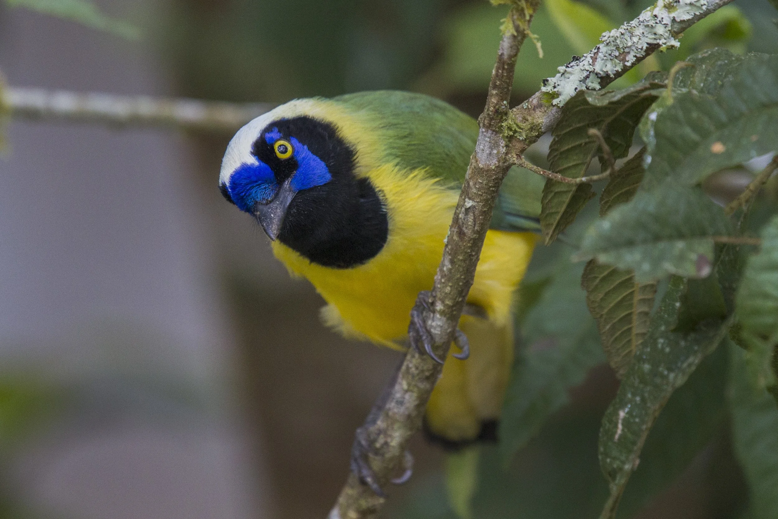 Inca Jay (Green Jay)