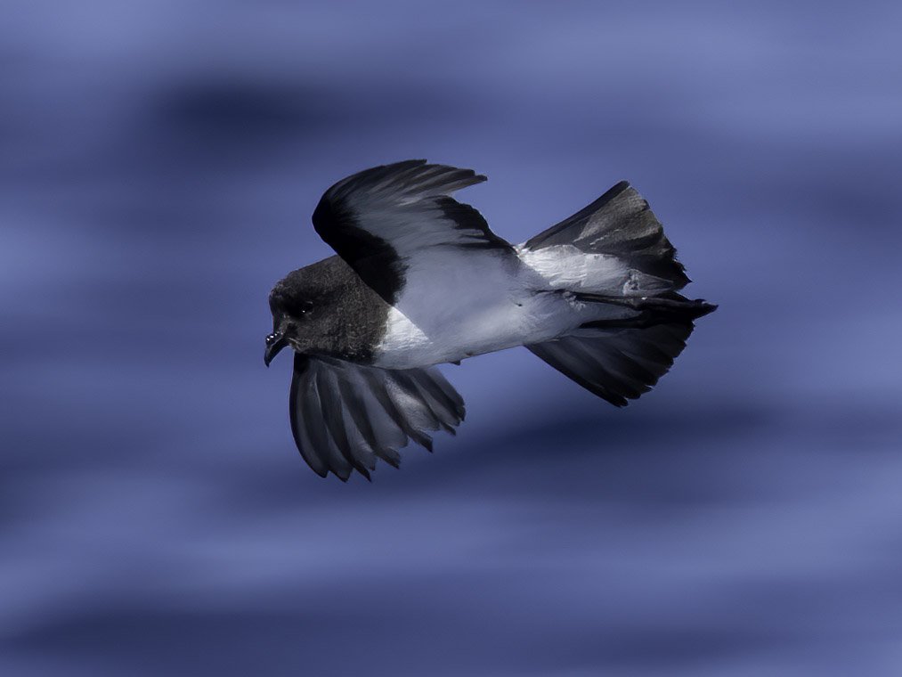 Gray Backed Storm Petrel