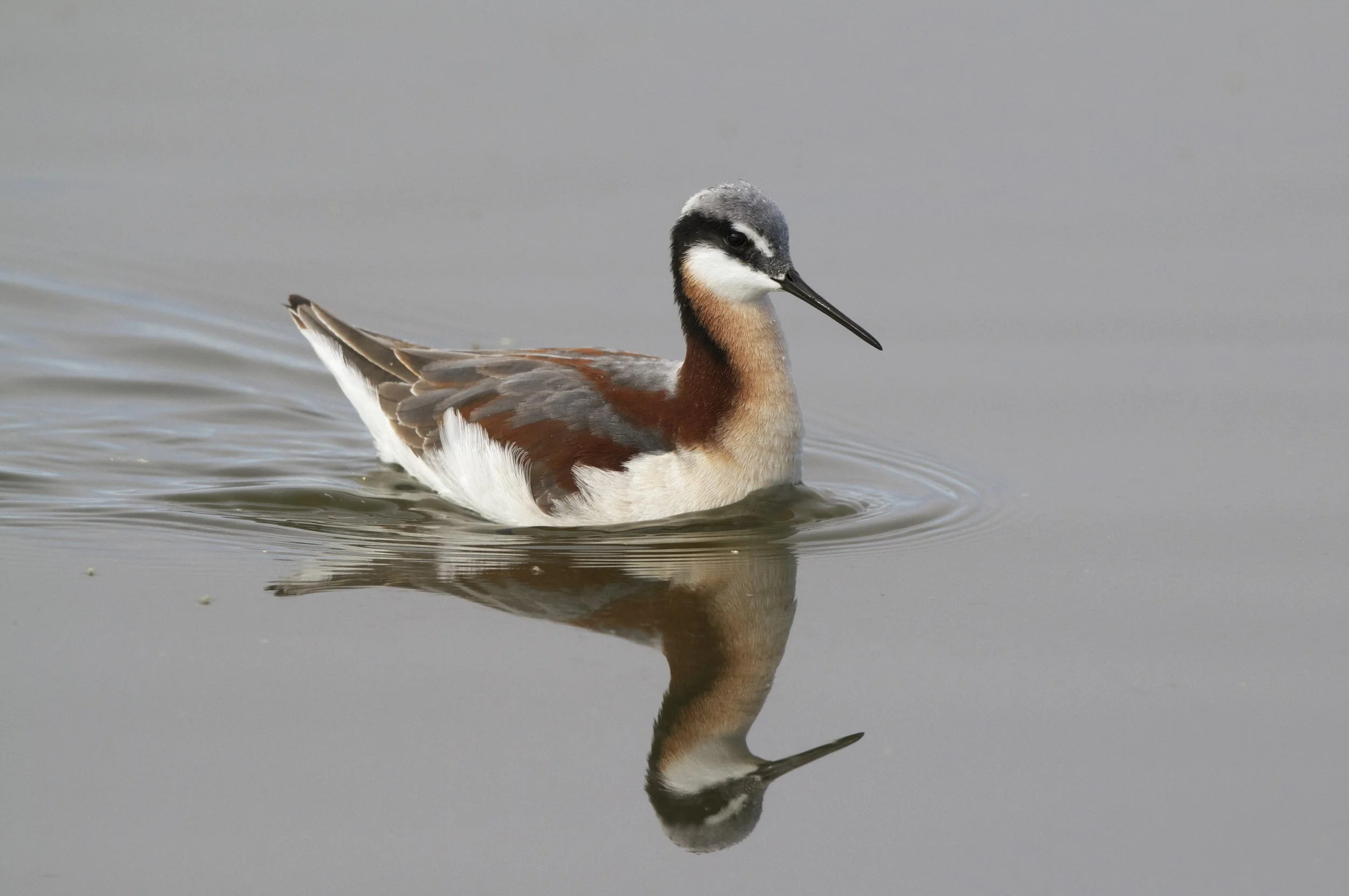 Wilsons Phalarope