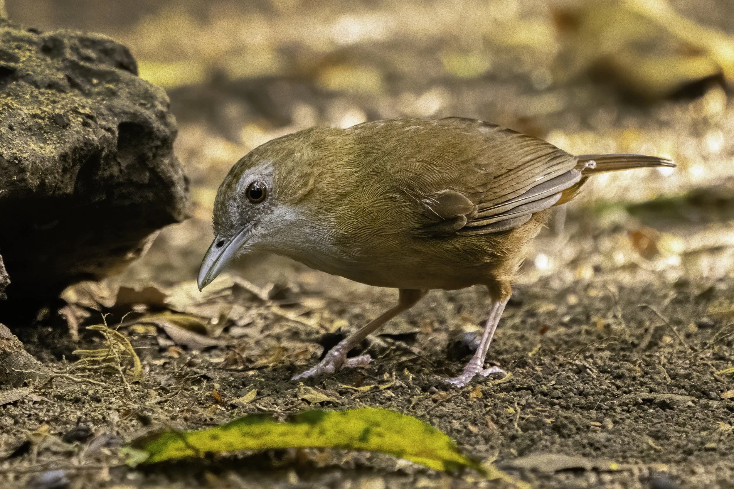 Buff Breasted Babbler 