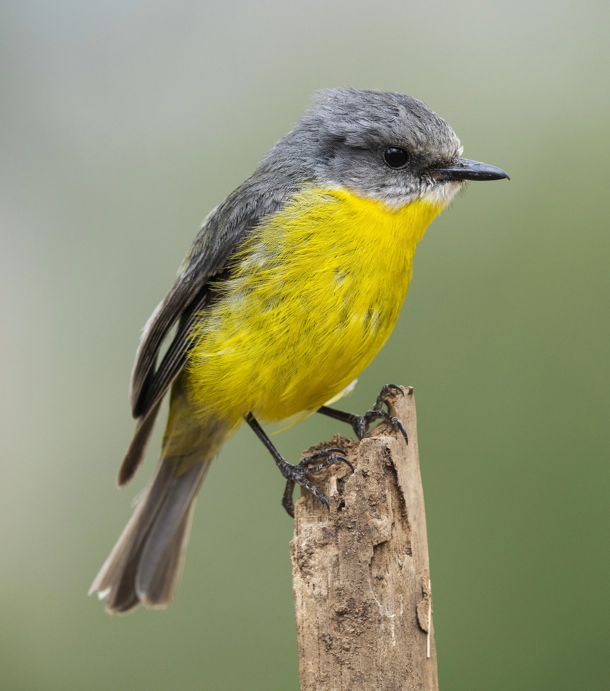 Eastern Yellow Robin